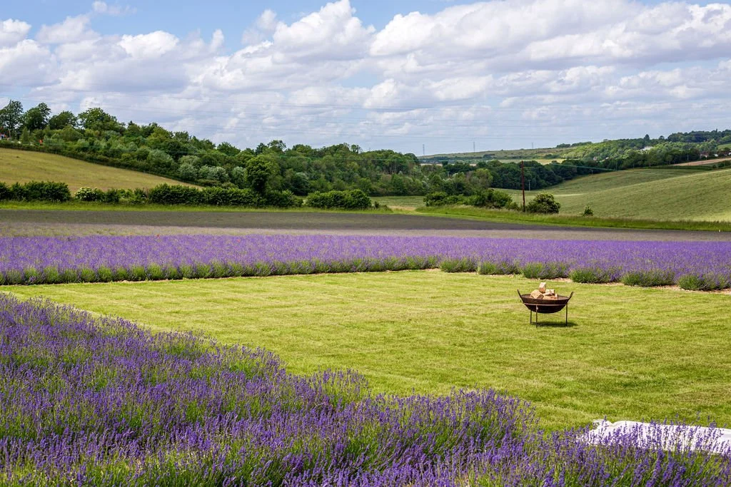 Lavender fields with a patch of green grass and a wheelbarrow holding gardening supplies, under a partly cloudy sky.