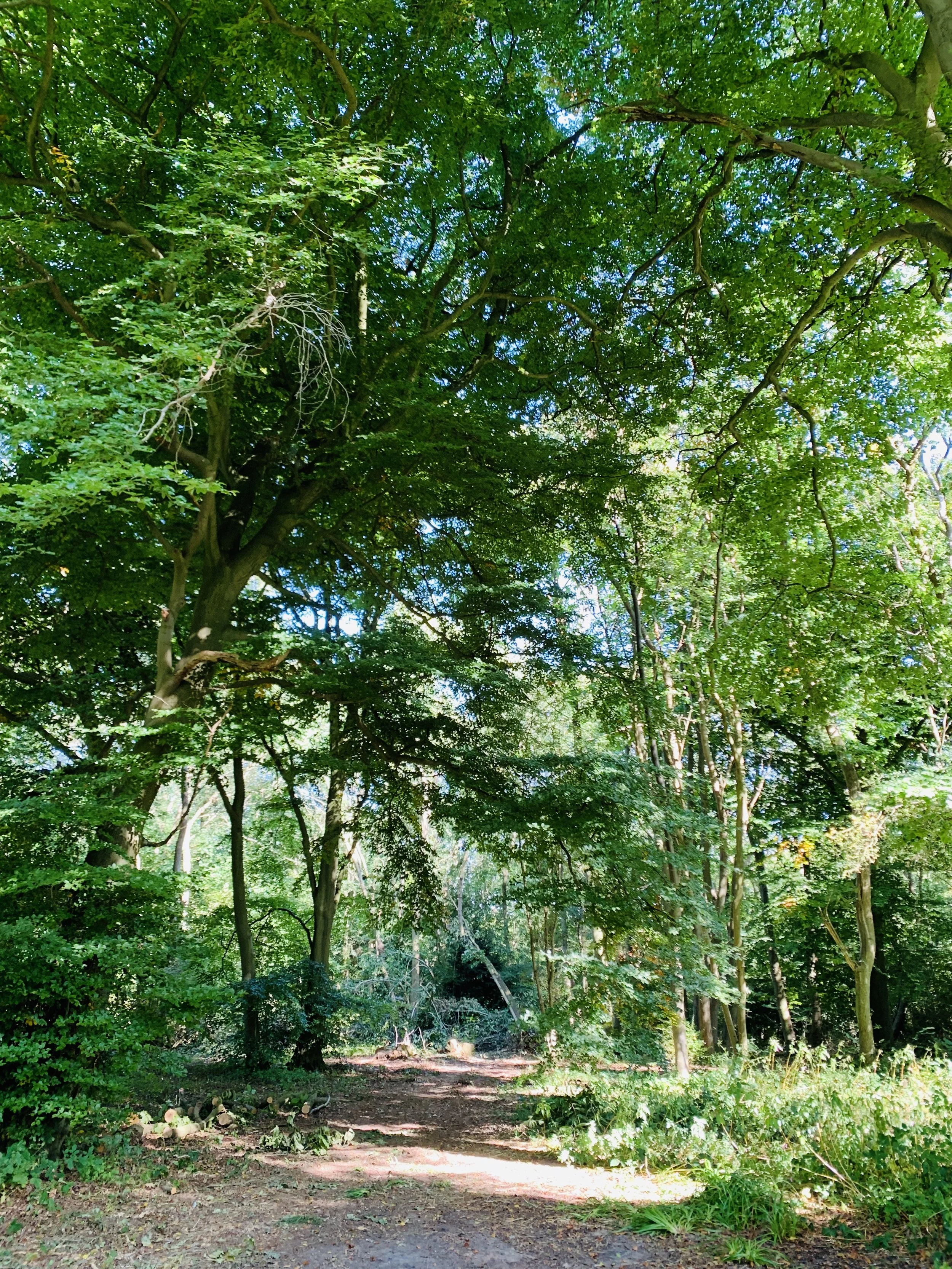 A dirt path through a lush green forest with many tall trees and dense foliage, sunlight filtering through the leaves.