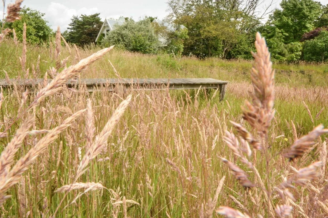 A grassy field with tall pinkish-purple wild grasses, a wooden bridge, trees, and a house with a steep roof in the background.