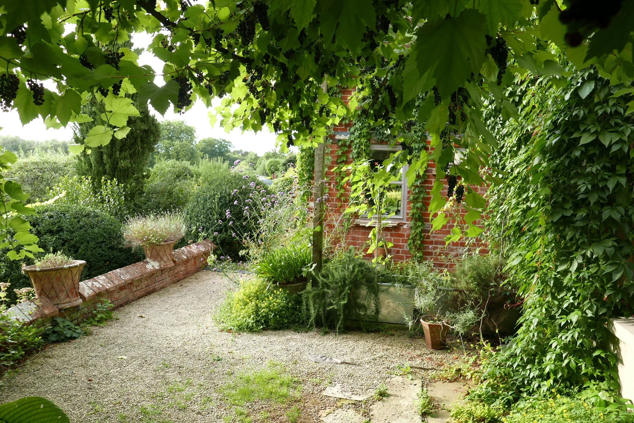 A lush garden scene with a gravel pathway, potted plants, green bushes, and climbing vines on a red brick house wall, viewed through vine leaves overhead.