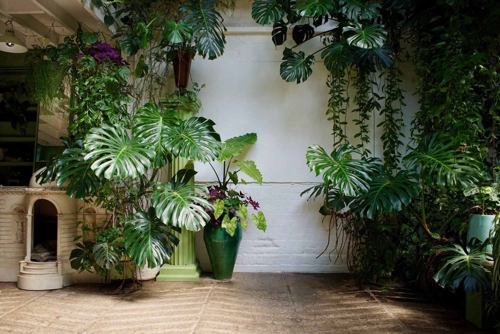 Indoor space with large green monstera plants and other leafy houseplants in pots, against a white brick wall.