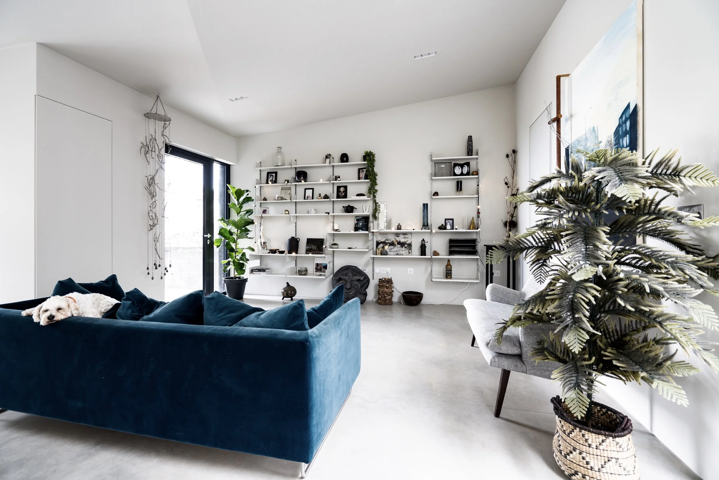 Modern living room with white walls, blue velvet sofa with a dog resting on it, large window with black frame, white shelves with decorative items, green potted plant, gray chair, and large framed artwork on the wall.