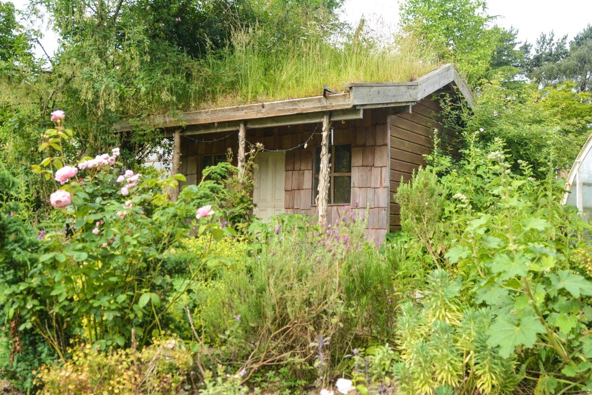 A small, rustic wooden shed surrounded by lush greenery and flowering plants in a garden.