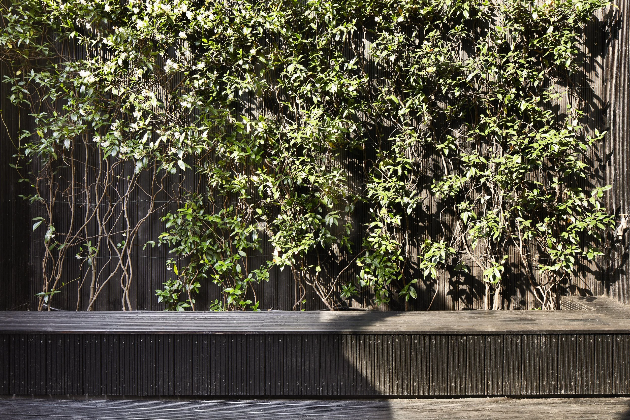 A wooden fence with green vines and leaves growing on it in sunlight.