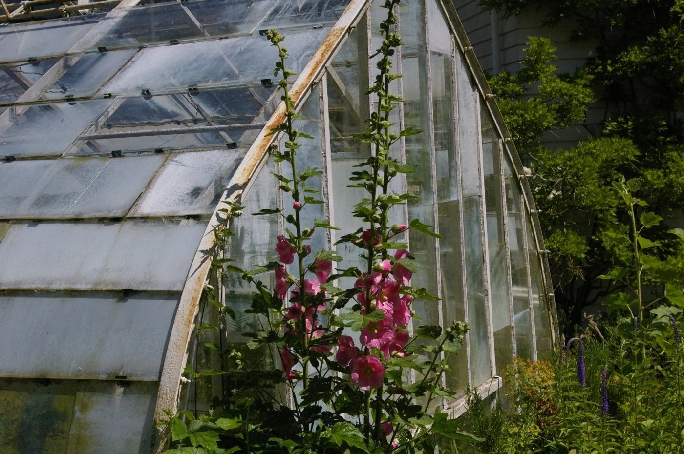 A greenhouse with glass panels and metal frame, beside lush green plants and pink flowers.