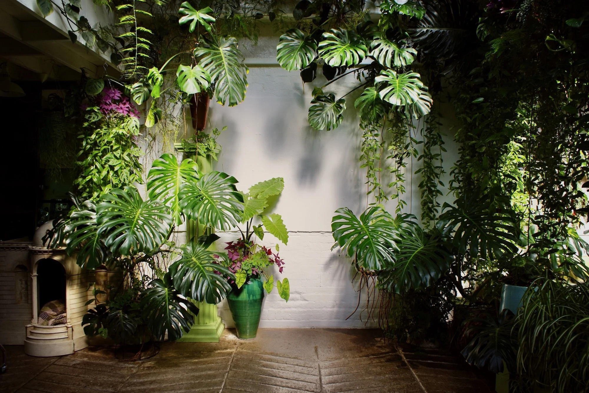 Indoor garden with various green plants, including large monstera leaves, in pots on a tiled floor against a white brick wall.