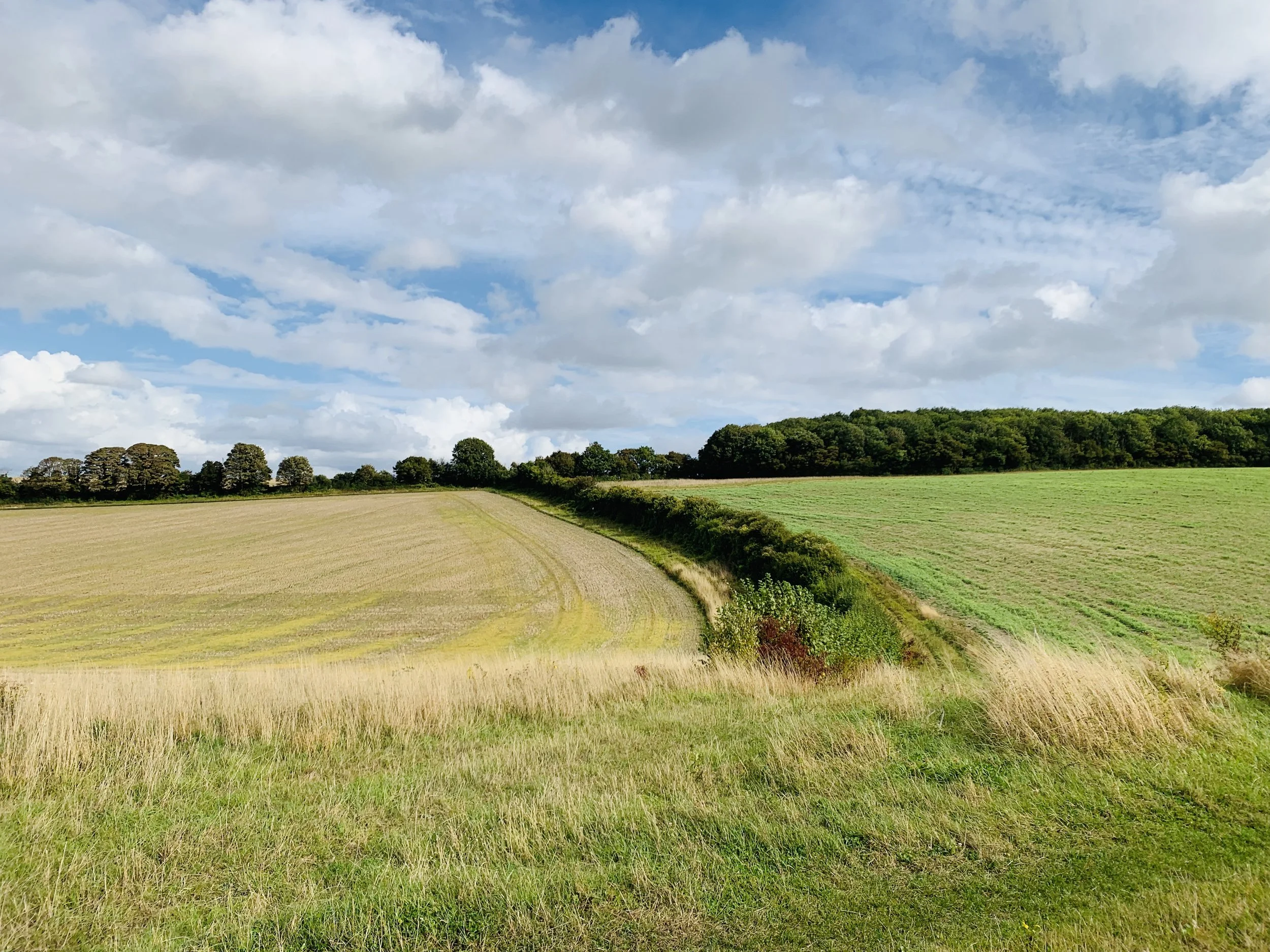 A landscape with rolling fields and a line of trees under a partly cloudy sky.