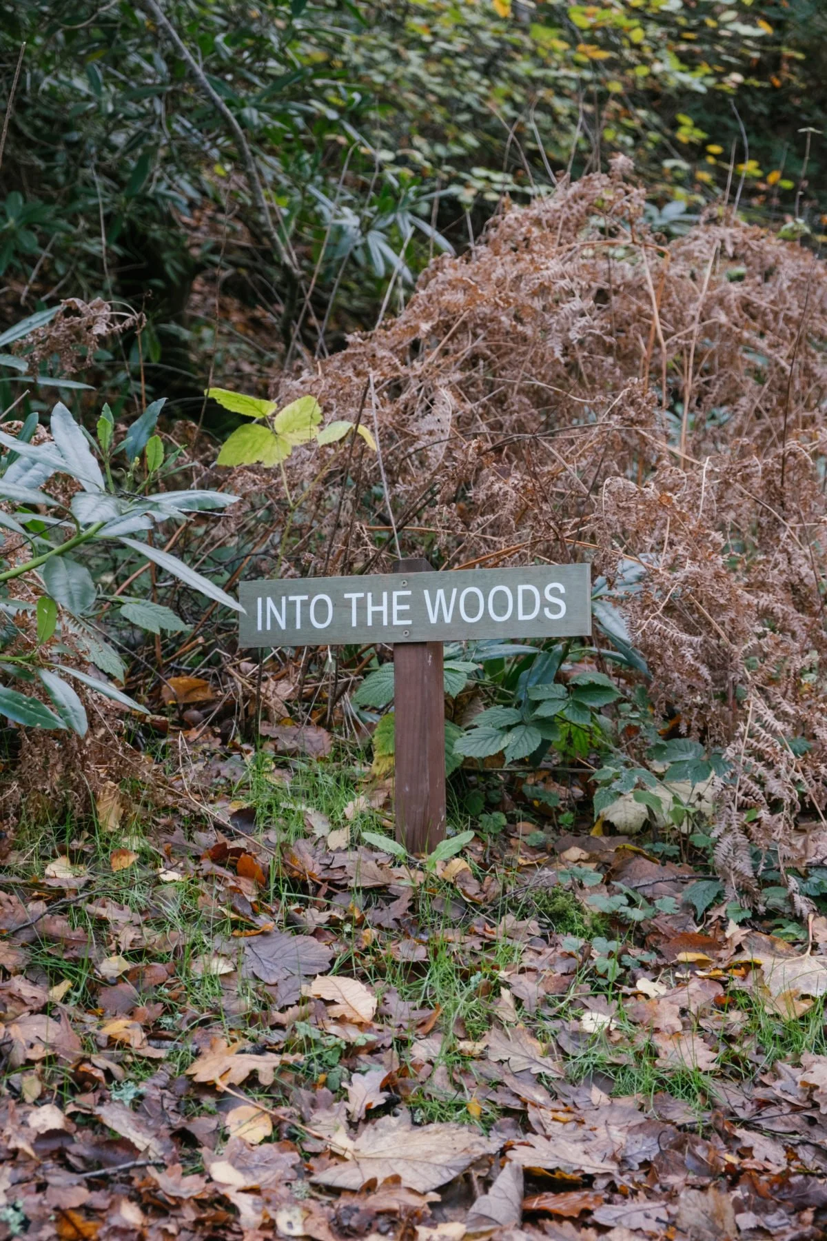 A small wooden sign that says 'Into The Woods' is placed among autumn leaves and dense shrubbery in a forest setting.