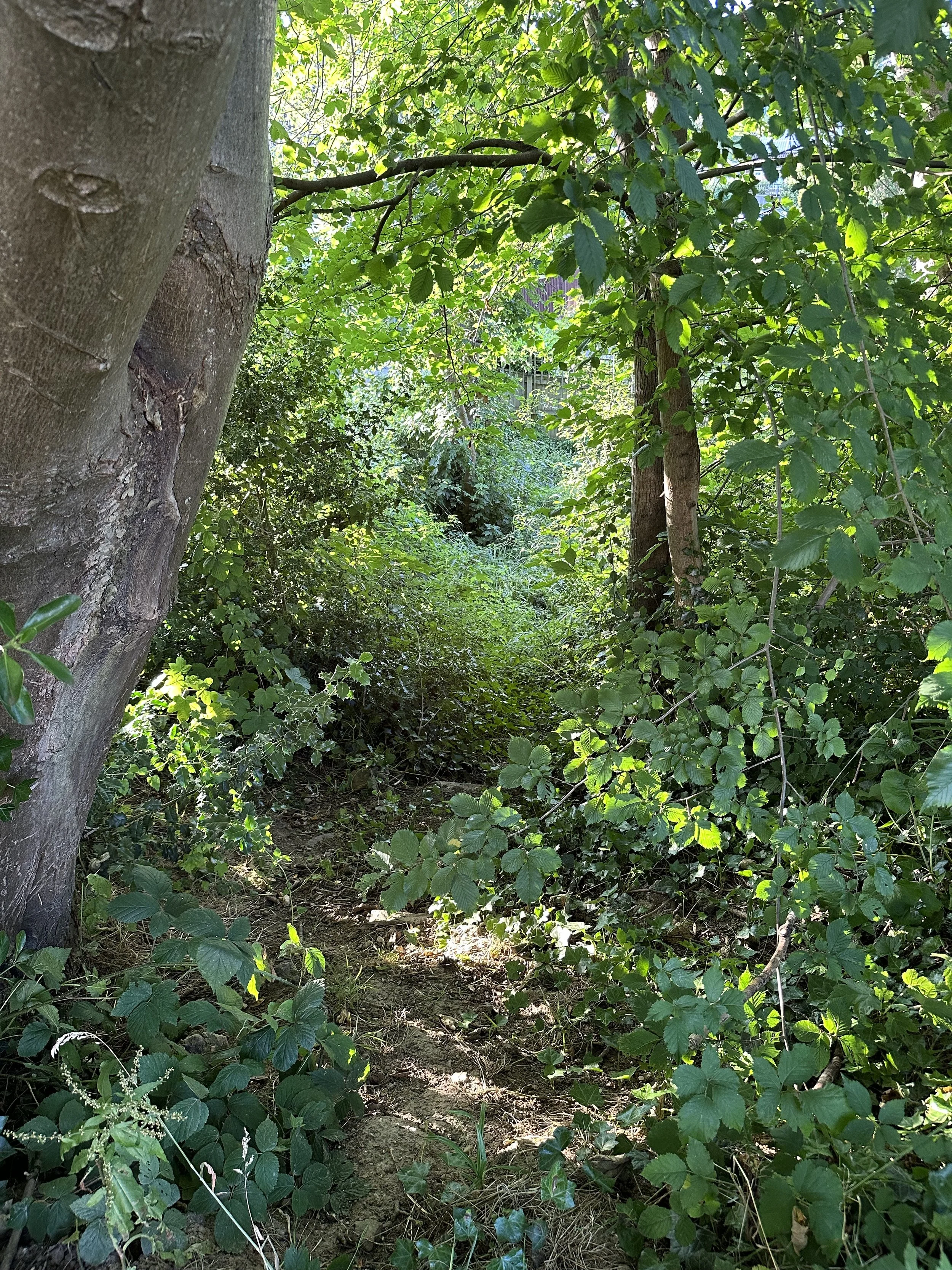 A narrow dirt trail surrounded by lush green foliage and tall trees in a dense forest.