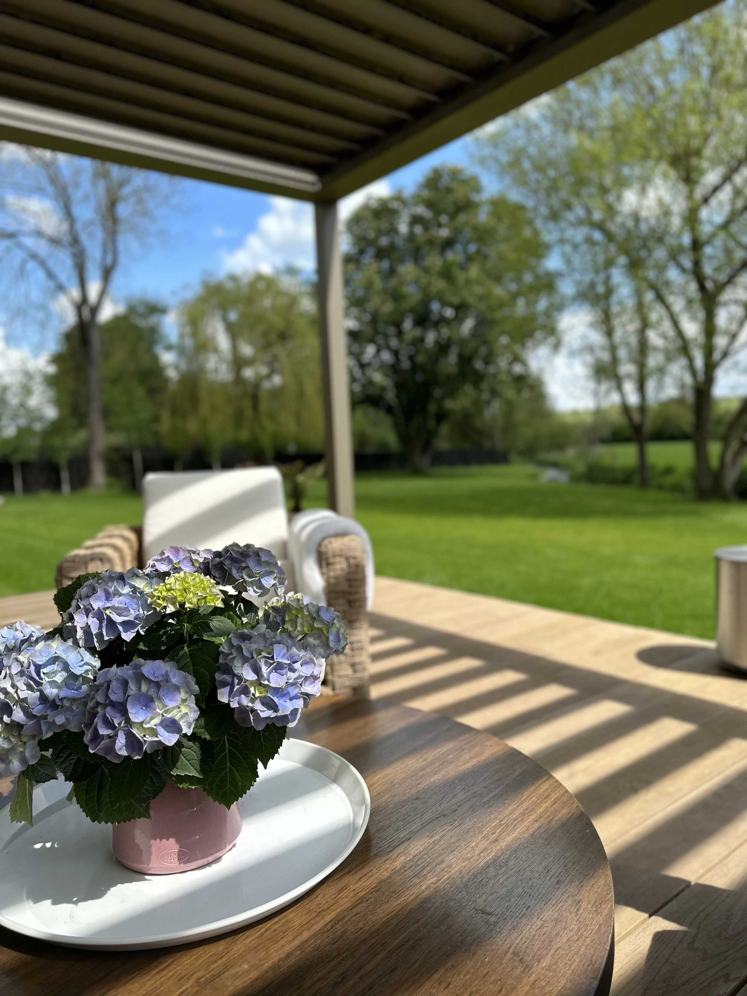 A potted hydrangea flower with purple and green blooms on a white dish on a wooden table, outdoors on a sunny patio with shadow patterns, green lawn, and trees in the background.