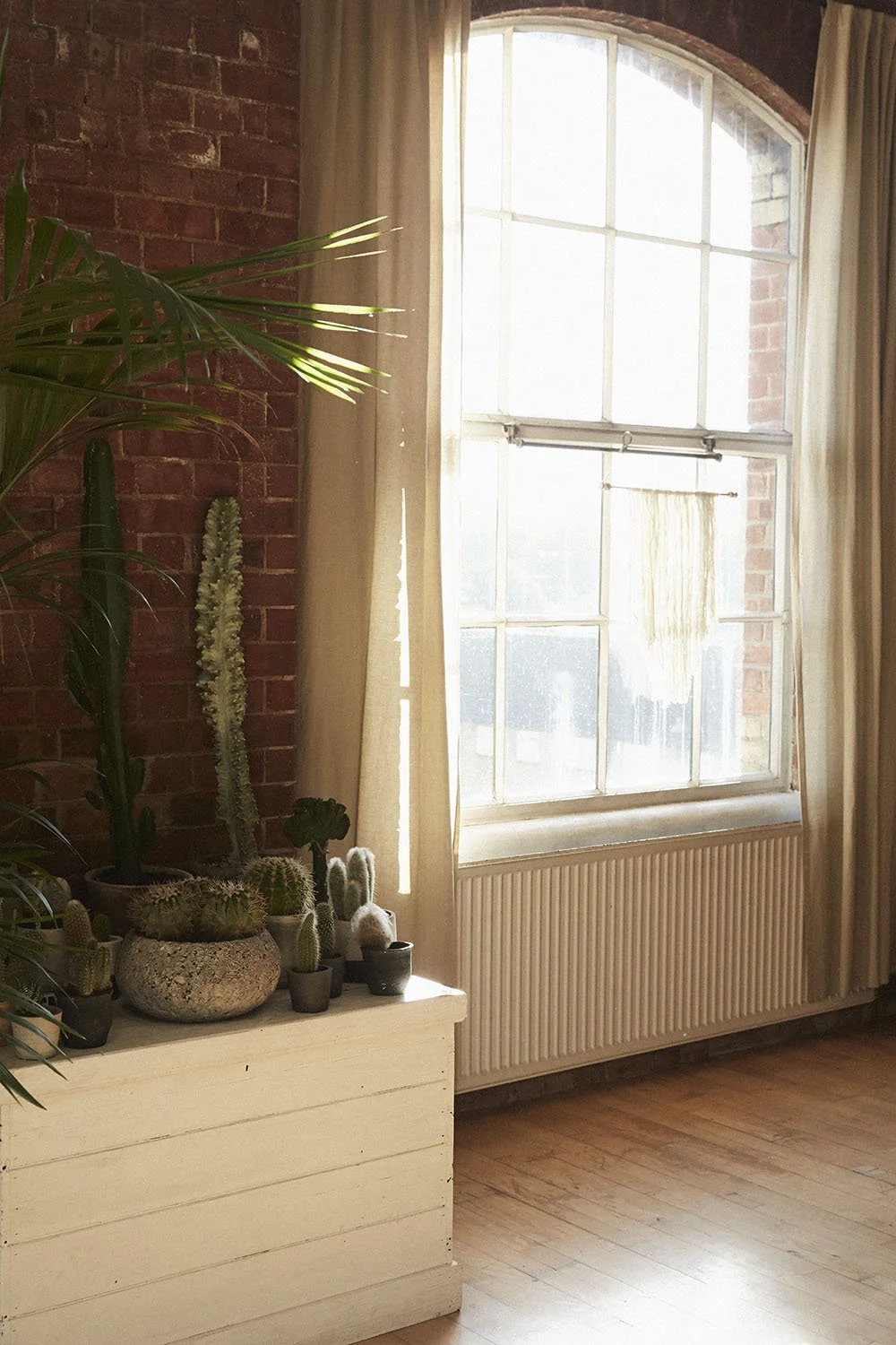 Sunlight streams through a large window with cream-colored curtains, illuminating a collection of potted cacti and succulents on a white wooden stand against a brick wall.