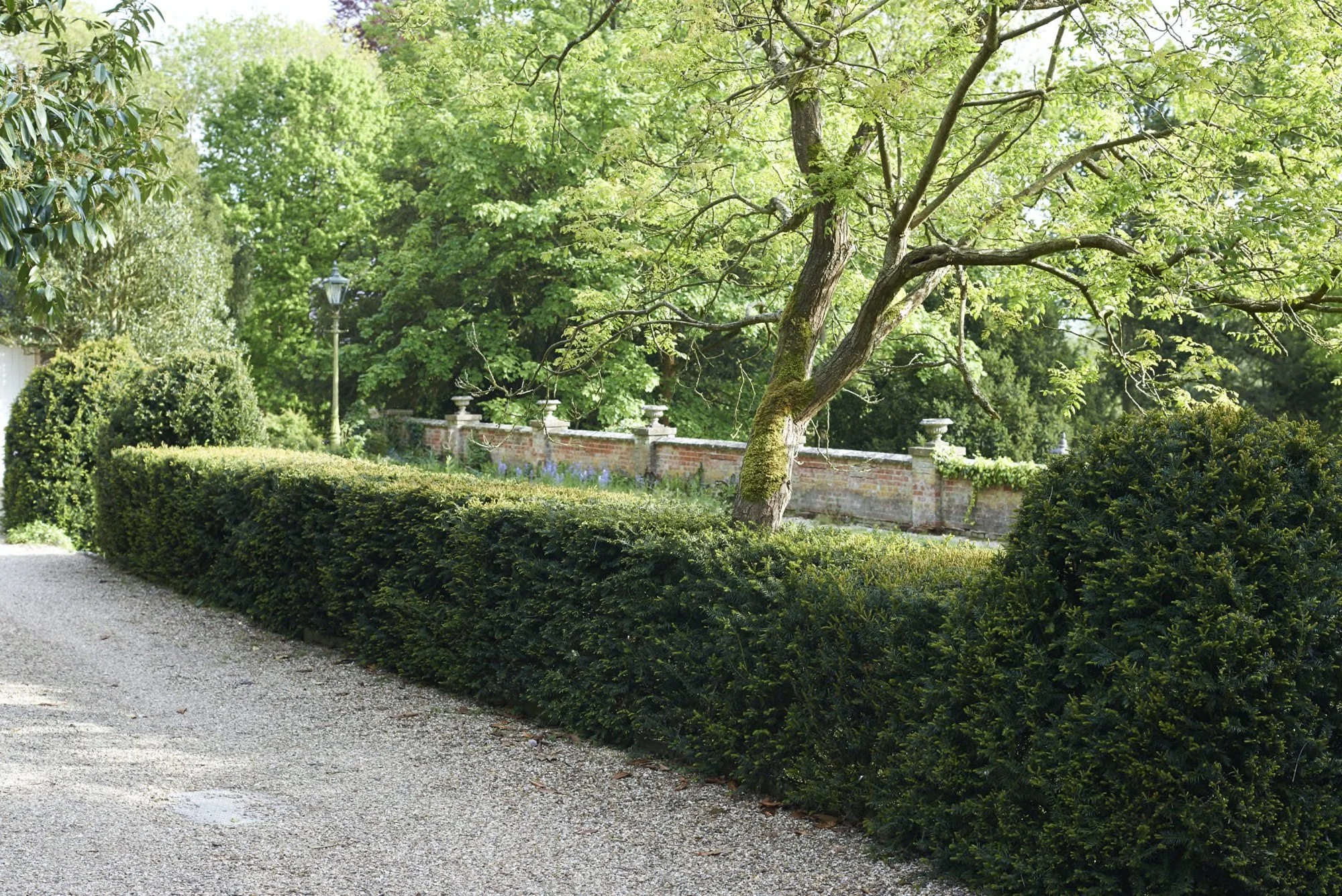 A well-maintained garden with a gravel pathway, trimmed hedge, a leaning tree, a brick wall with garden ornaments, and a lamppost surrounded by lush green trees.