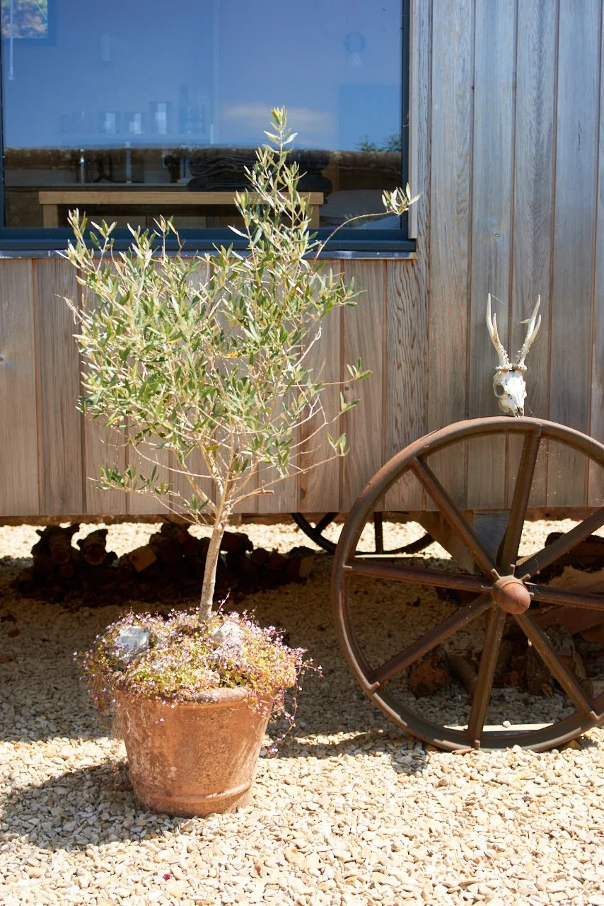 A potted olive tree with small pink flowers at the base, next to a wooden-wheeled cart wheel, placed in front of a wooden building with a window reflecting the sky.