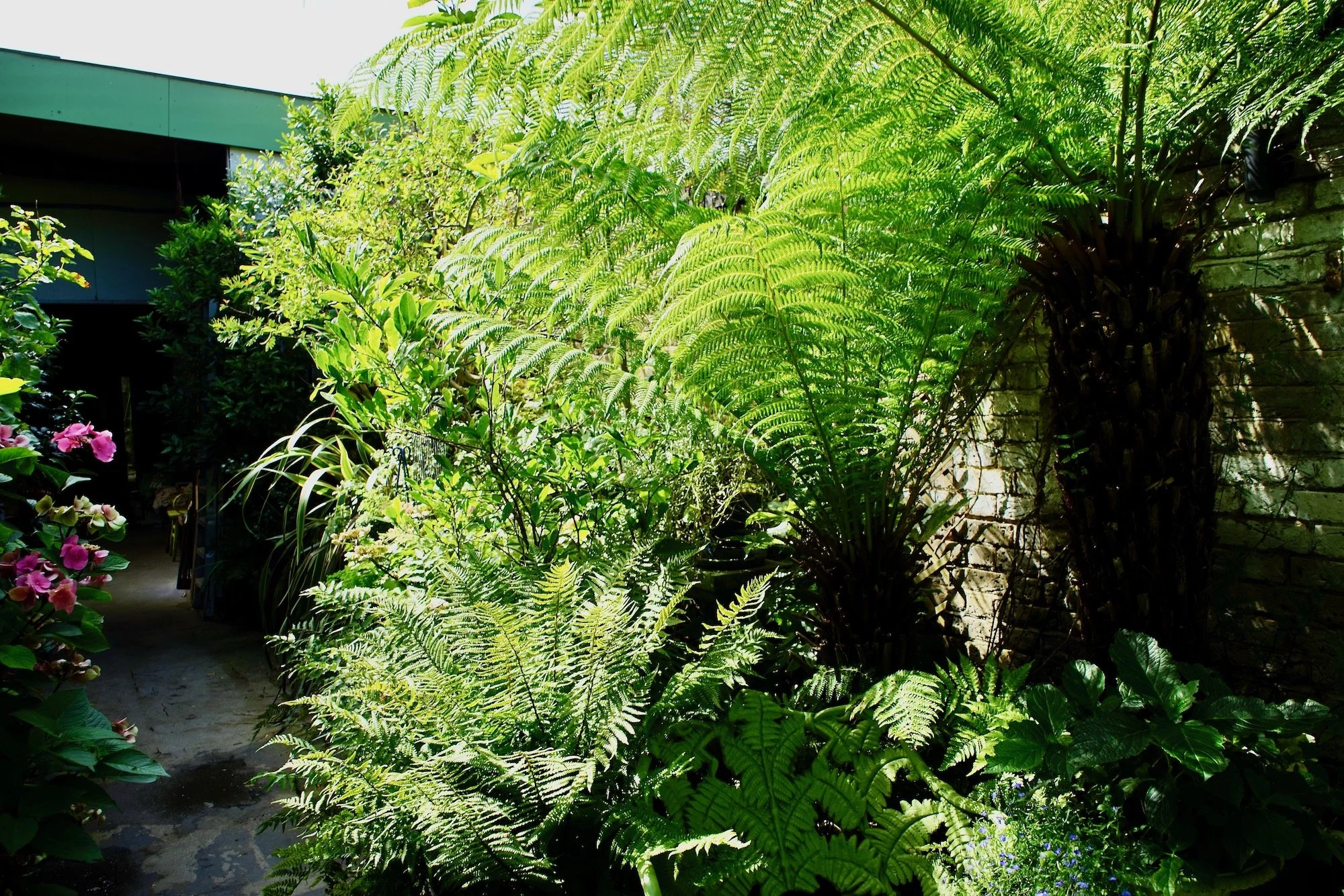 A lush garden with a variety of green plants and ferns growing along a brick wall and a walkway, with sunlight filtering through the leaves.
