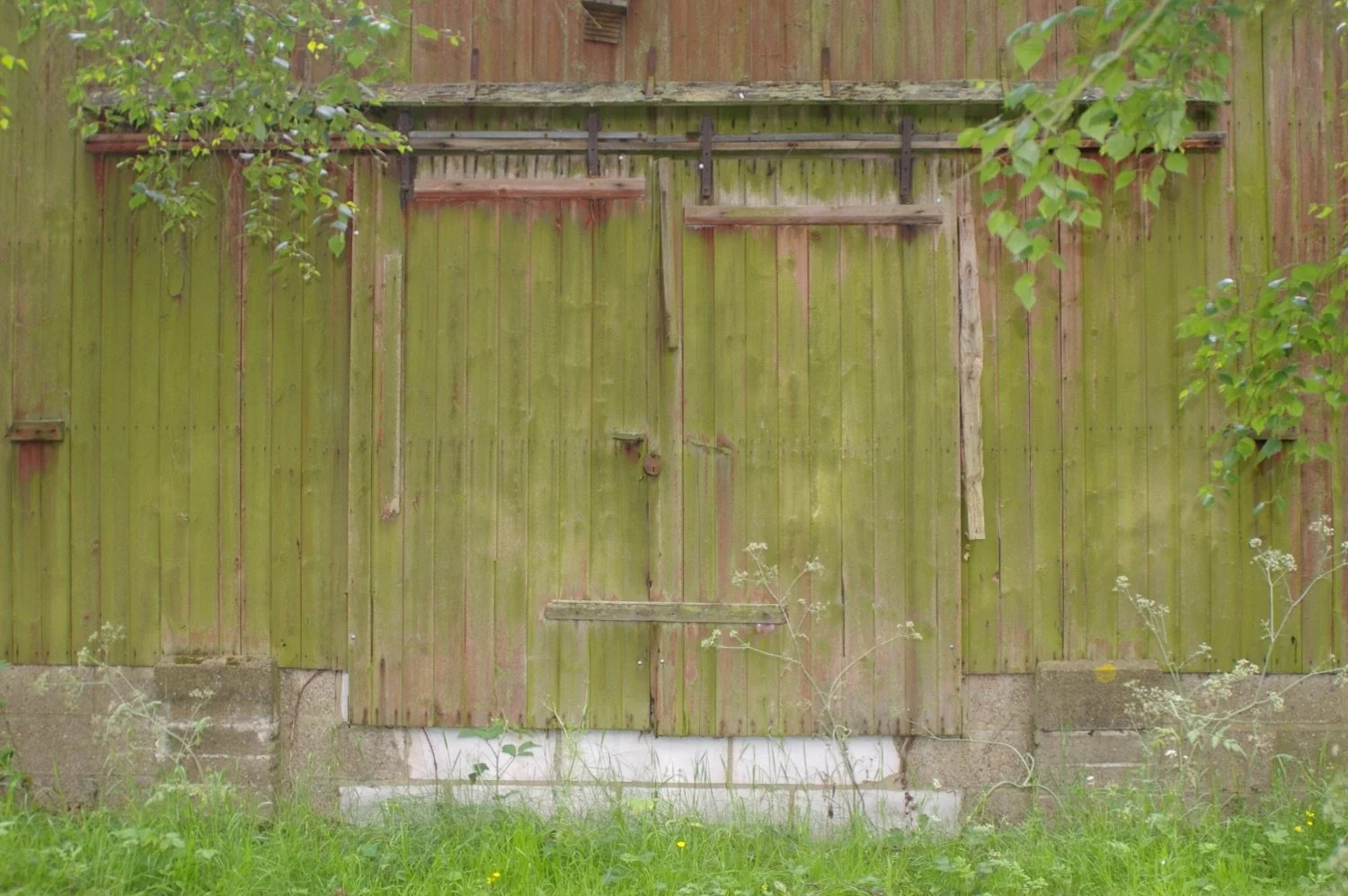Old green wooden barn door with weathered wood and a latch, set against a grassy background with some plants and trees.