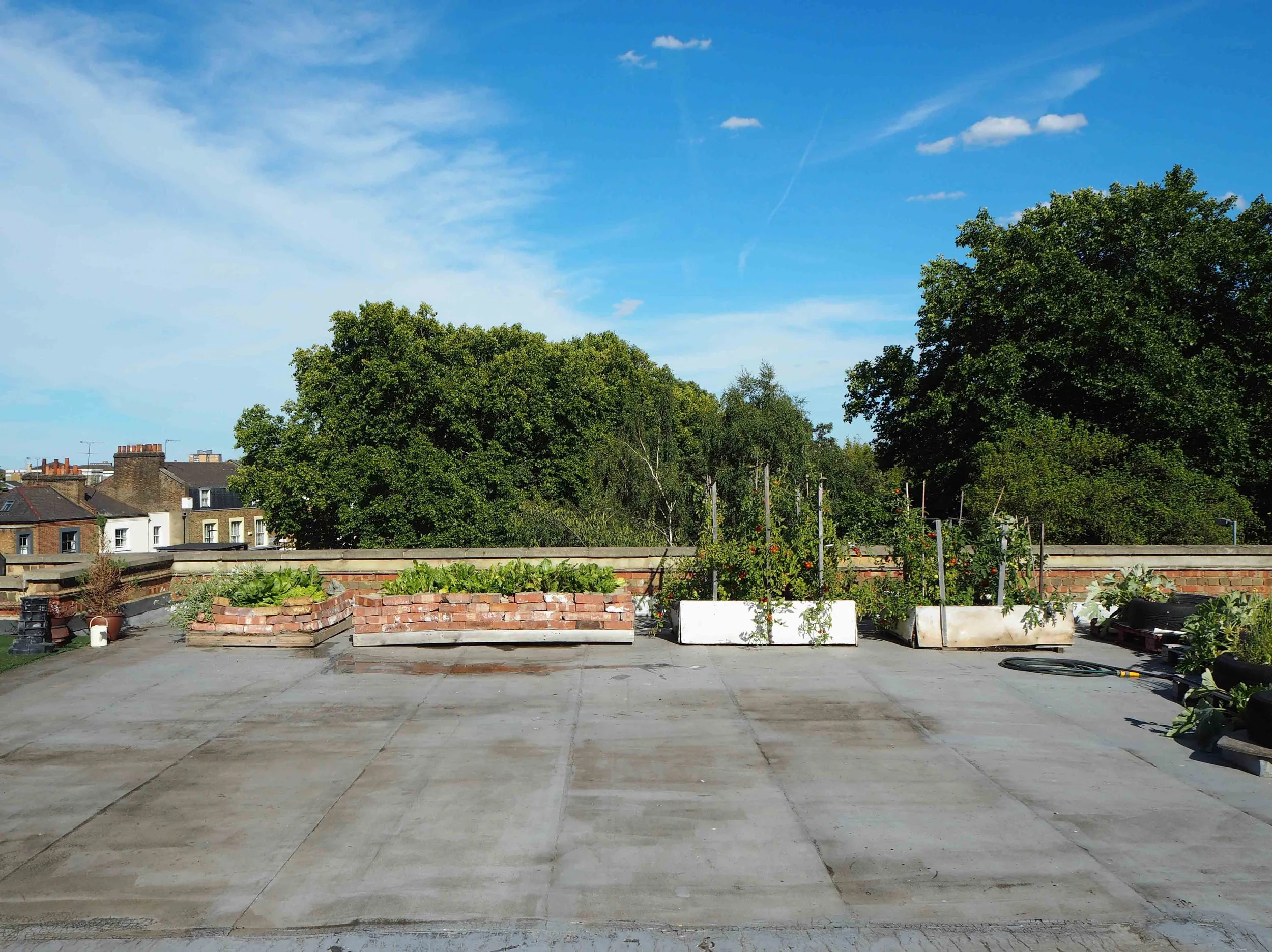 A rooftop garden with vegetable planters against a background of green trees and a blue sky with a few clouds.
