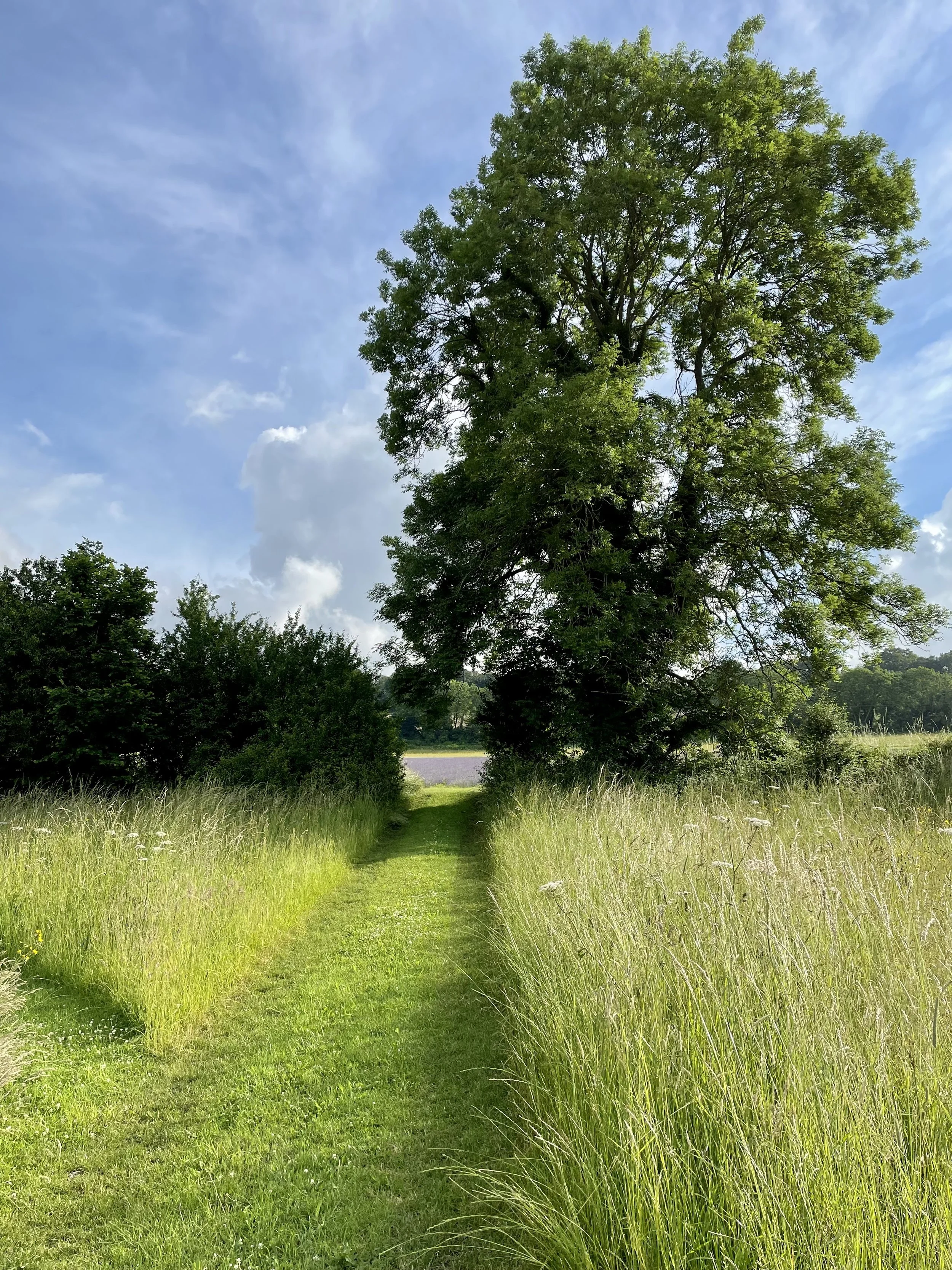 A lush green tree standing over a grassy trail in a field with tall grass, near a wooded area, under a partly cloudy sky.