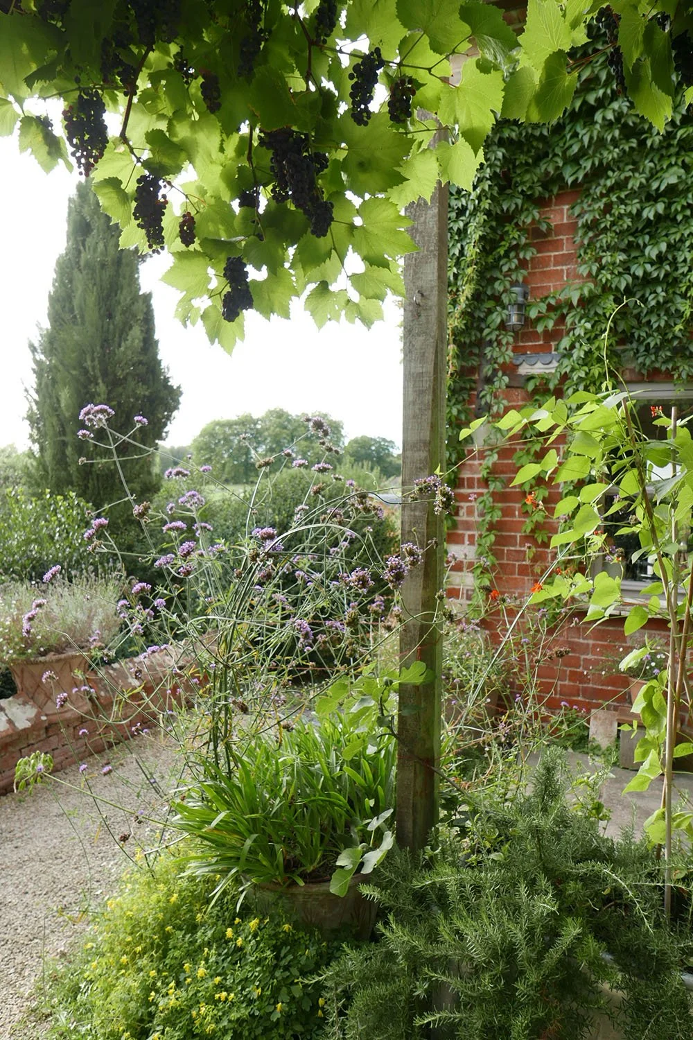 A lush garden scene with grapevine leaves with bunches of grapes hanging beneath a wooden post, purple flowering plants, green shrubs, a brick house wall partially covered with a vine, and a gravel pathway.