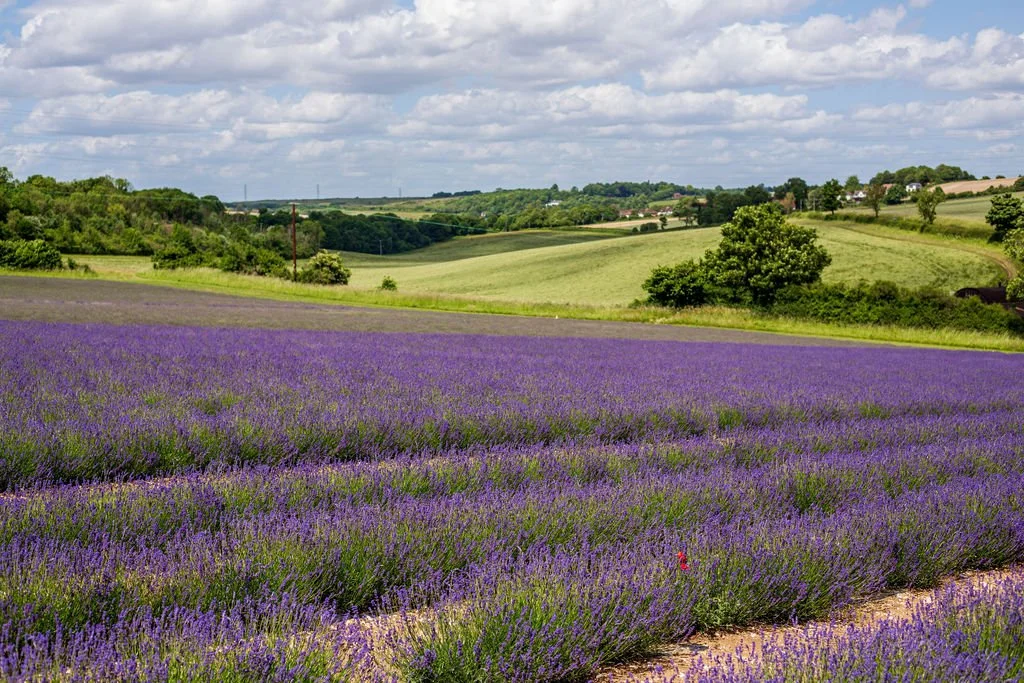 Lavender fields with rolling green hills and a partly cloudy sky in the background.