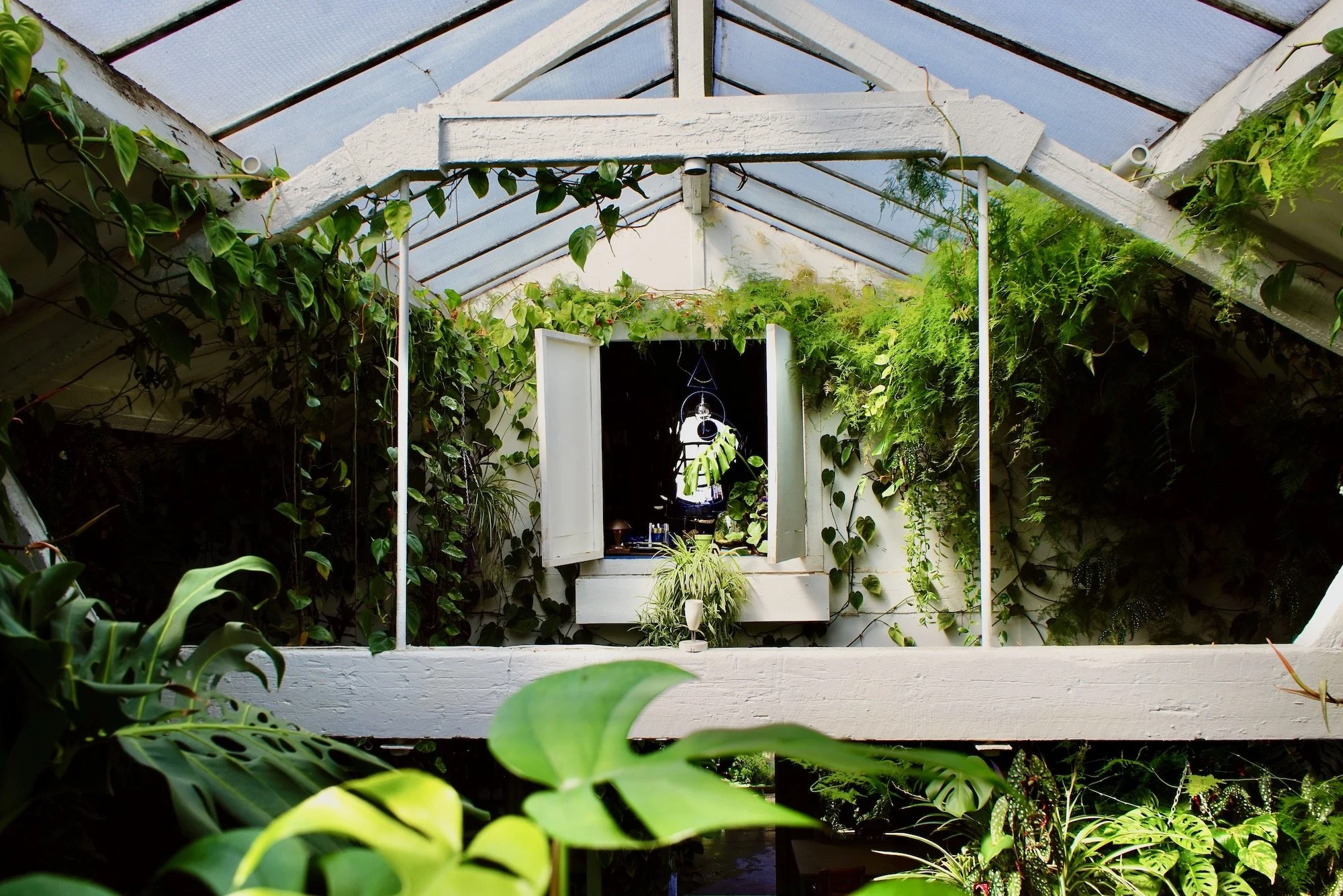 Inside a greenhouse with a white wooden structure, green plants climbing on the walls and hanging from the ceiling, and a small open window with plants inside.