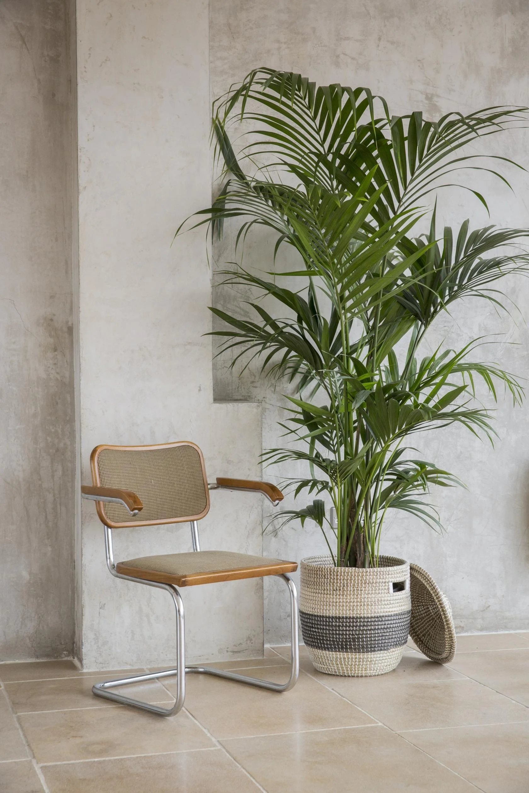 A wooden and metal chair placed next to a large potted palm plant in a modern minimalist space with concrete walls and tiled floor.