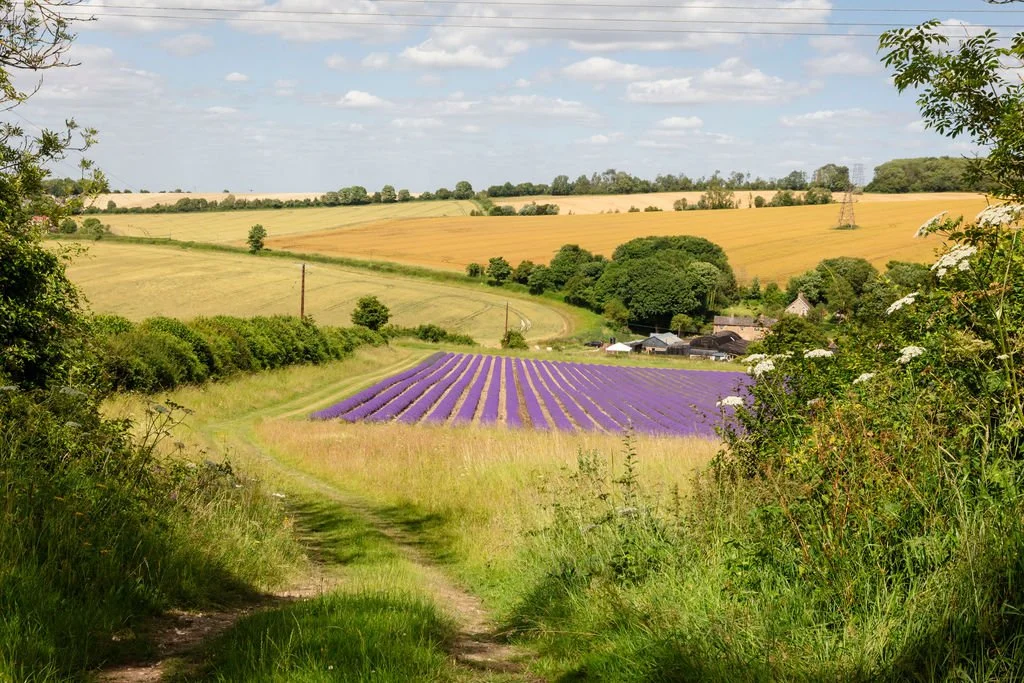 A rural landscape with a dirt path, blooming bushes, a purple lavender field, trees, and a farmstead with houses and barns, under a partly cloudy sky.