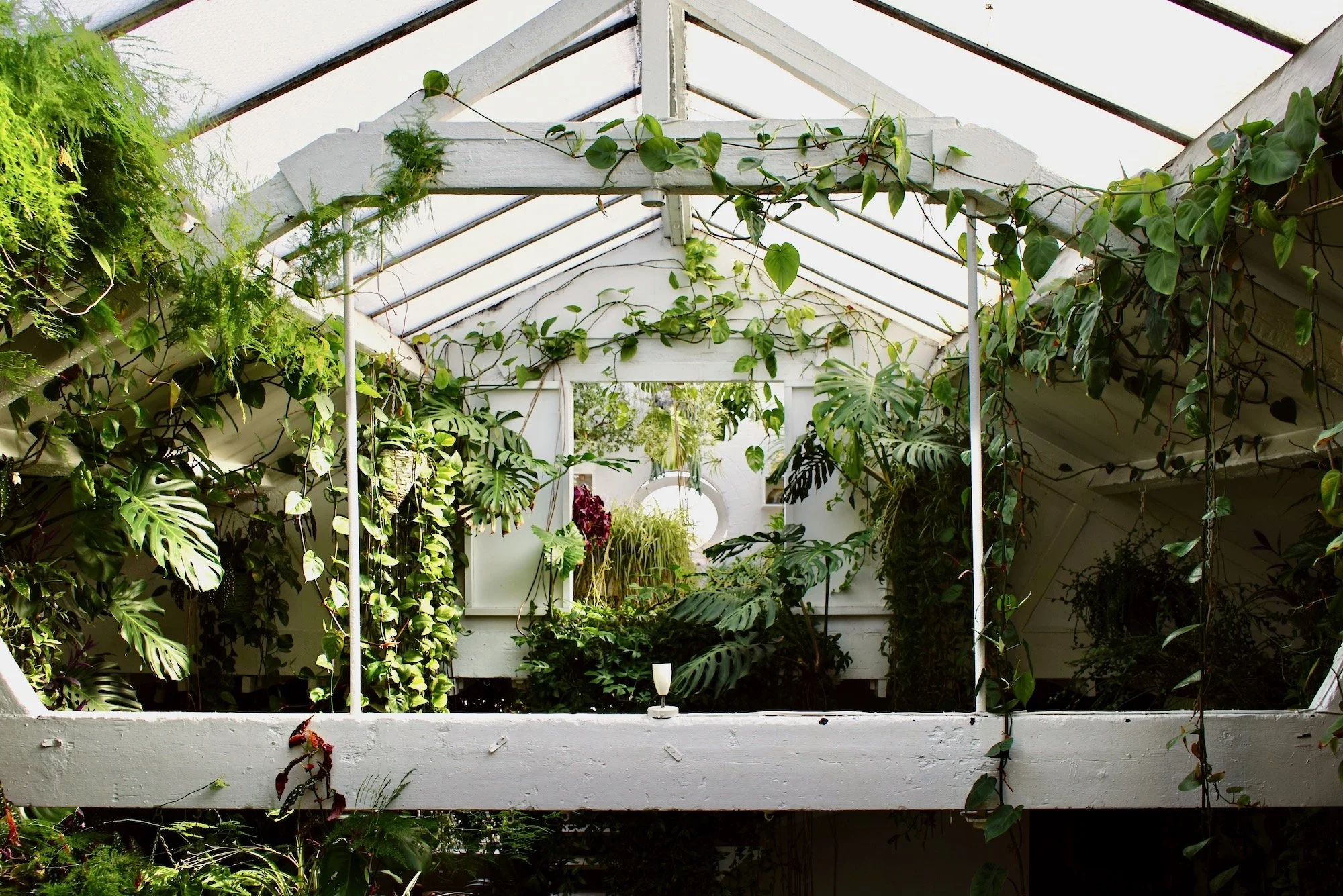 Interior of a greenhouse filled with lush, green tropical plants, including monstera and fern plants, with a small table holding a glass in the center.