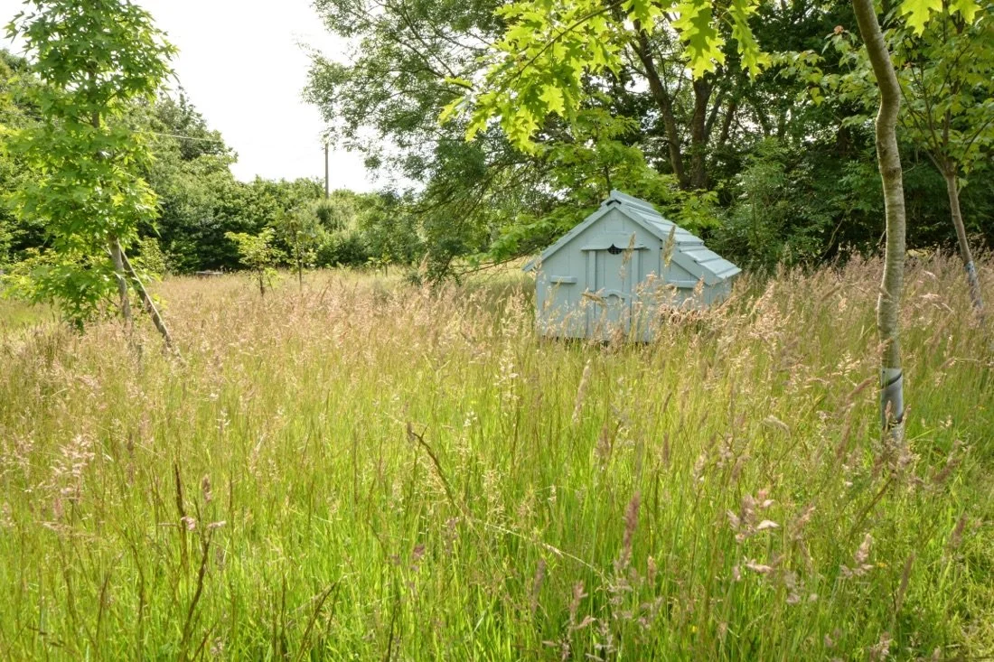 A small blue wooden structure, possibly a shed or playhouse, surrounded by tall grass and lush green trees in a rural setting.