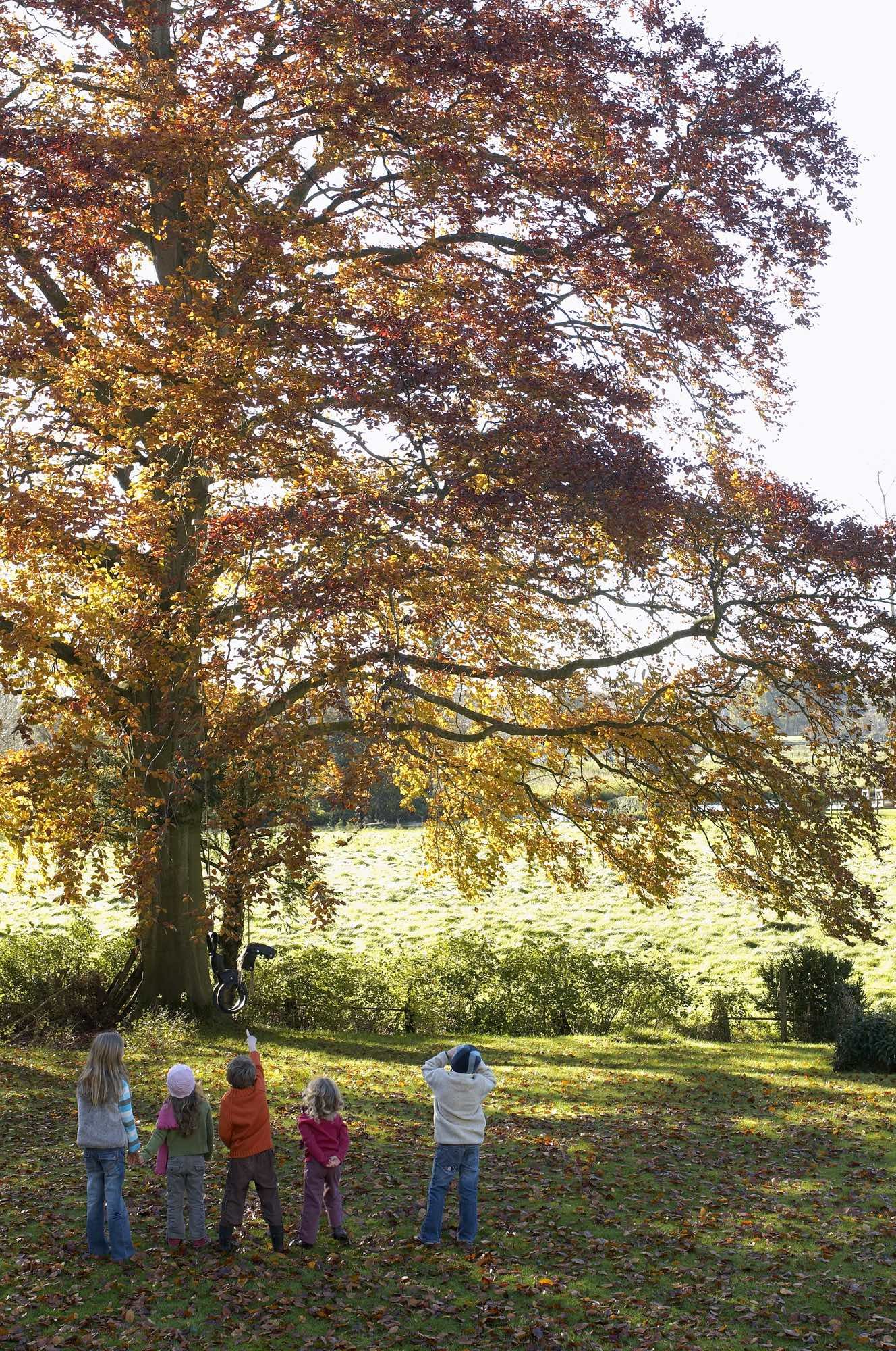 Five children standing on grass under a large, colorful autumn tree; one child is pointing towards a tire swing hanging from the tree.