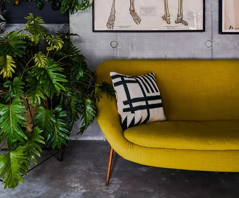 A yellow mid-century modern sofa with wooden legs, black and white patterned throw pillow, next to a large potted green leafy plant, and framed anatomical skeleton diagrams hanging on a concrete wall.