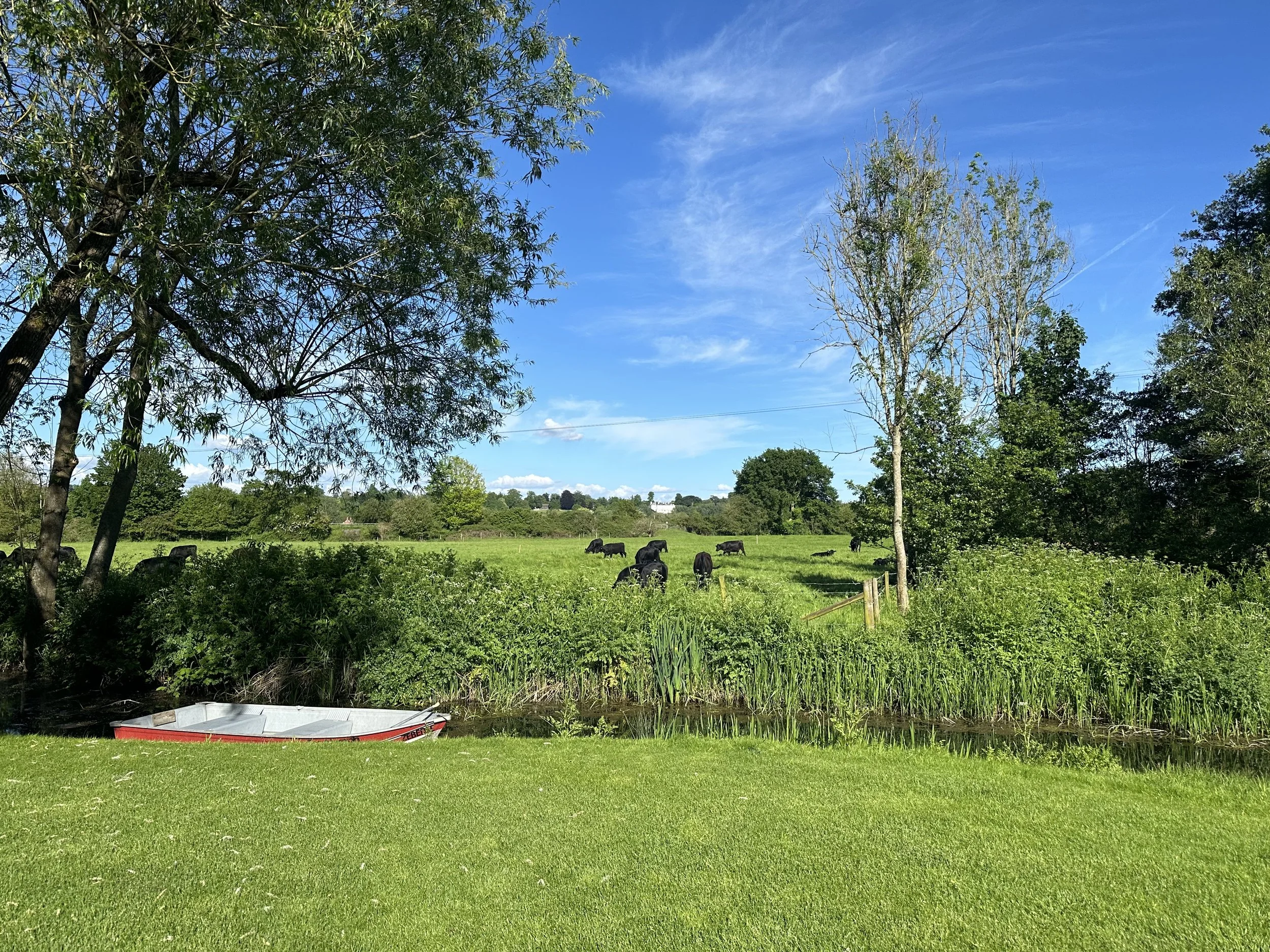 Green pasture with cows grazing, surrounded by trees, under a bright blue sky