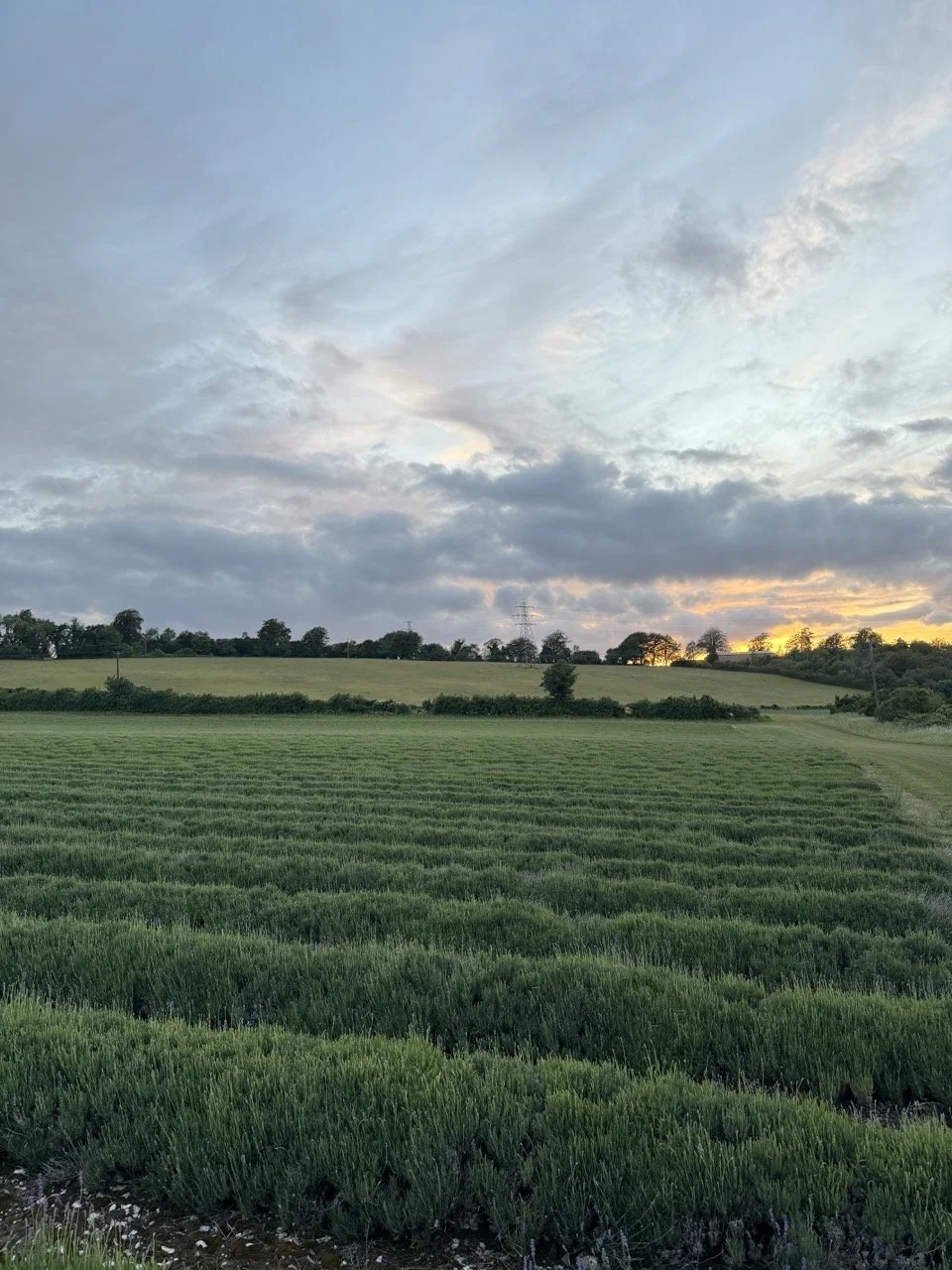 A field of green grass with a sunset sky and clouds in the background.