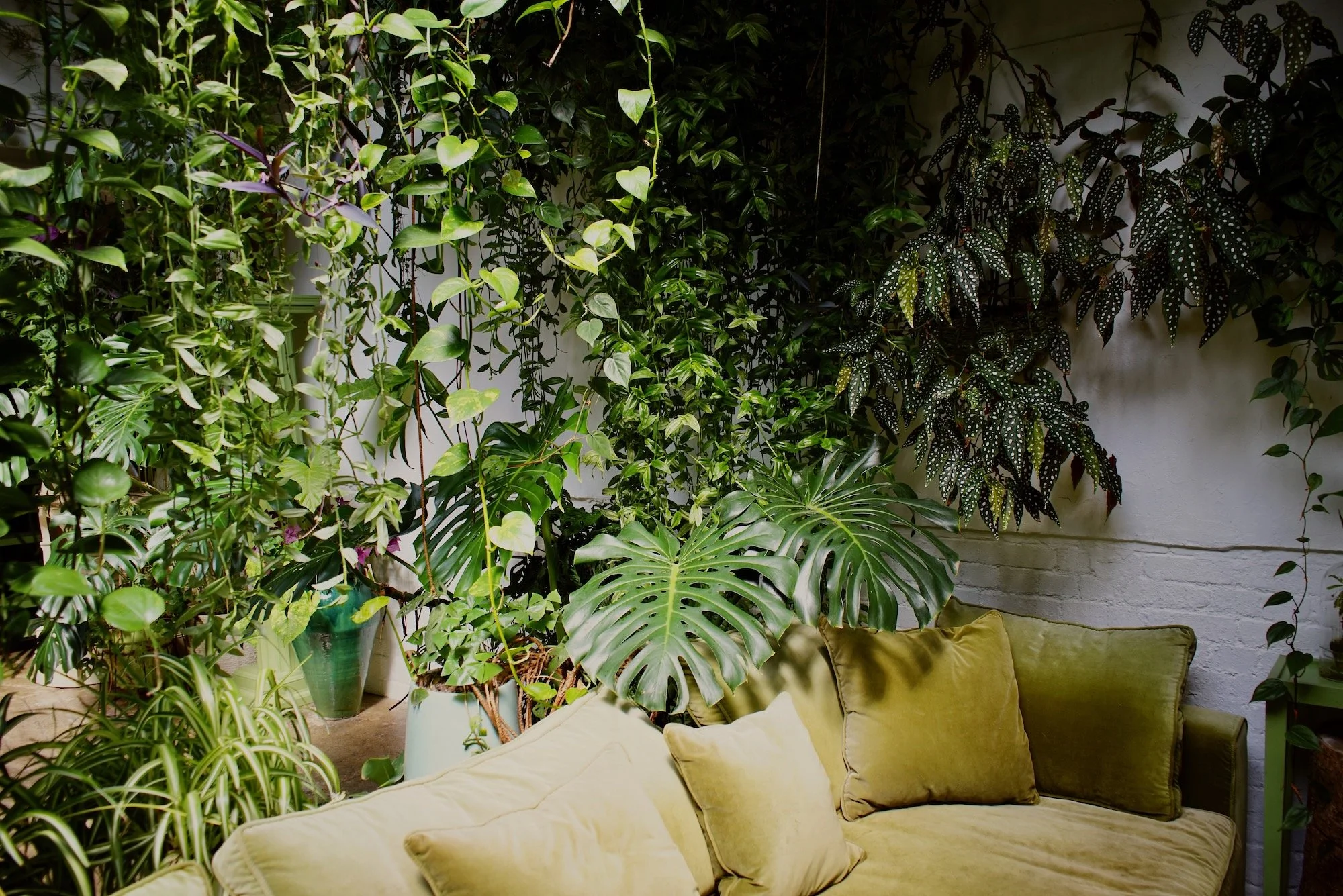 A cozy indoor space with a yellow velvet sofa and a variety of lush green houseplants, including Monstera and other leafy plants, against a white brick wall.
