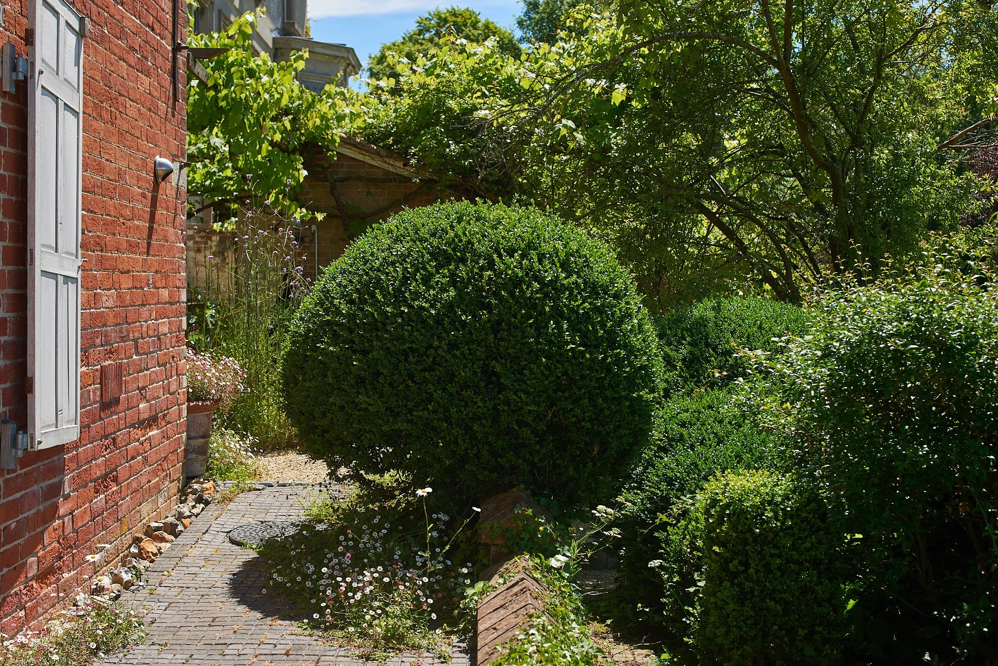 A brick house wall with white shutters, a garden with a large round shrub, various smaller bushes, and flowers along a cobblestone pathway under a sunny sky.