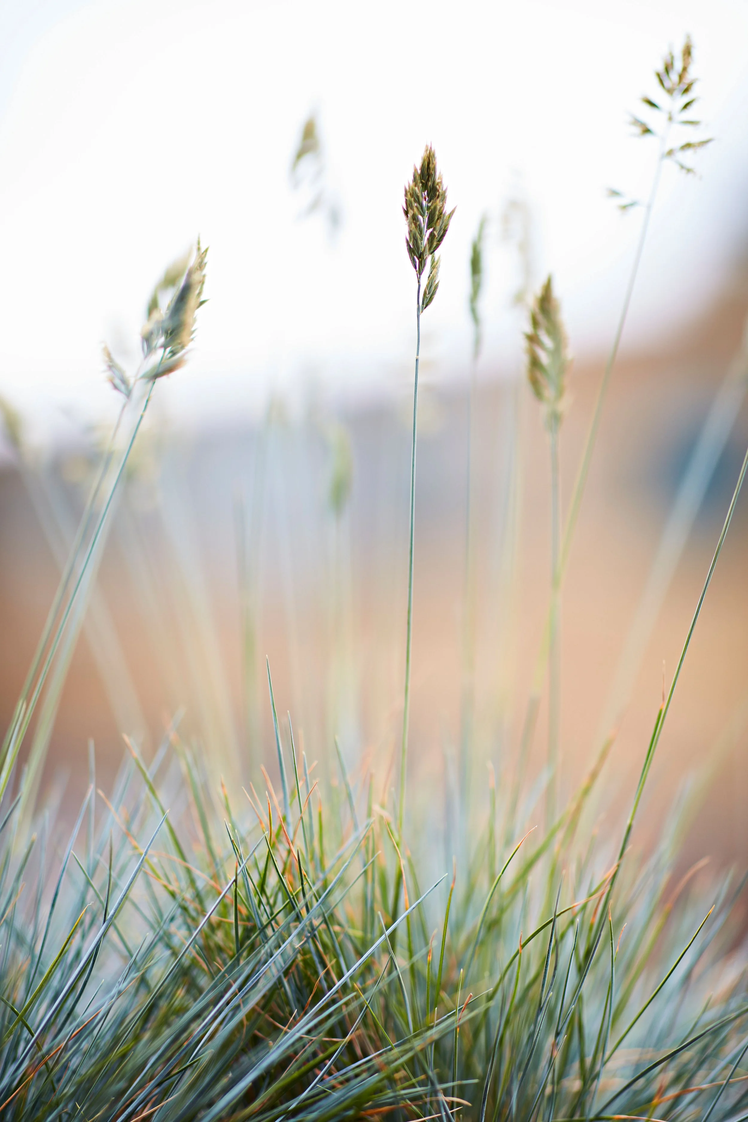 Close-up of green grass and tall seed heads against a bright, blurred background.