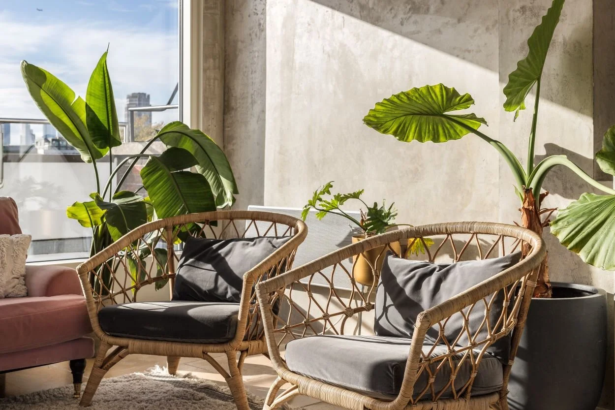 Sunlit indoor space with two rattan armchairs with black cushions, a pink sofa, and large green leafy potted plants near a window.