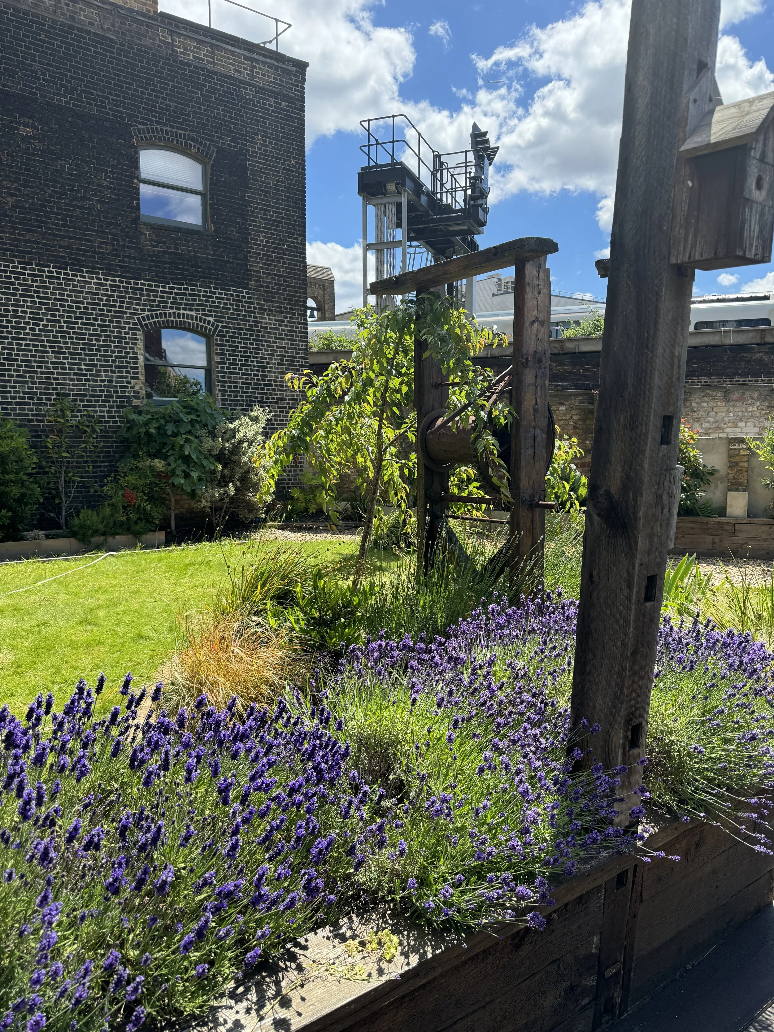 A garden with purple lavender flowers, green shrubs, and a wooden trellis, with a brick building and an industrial structure in the background, under a partly cloudy sky.