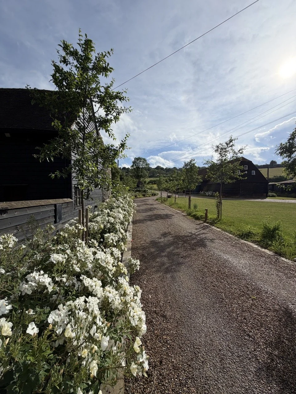 A rural gravel pathway lined with white flowers and small trees, with black farm buildings in the background under a partly cloudy sky.