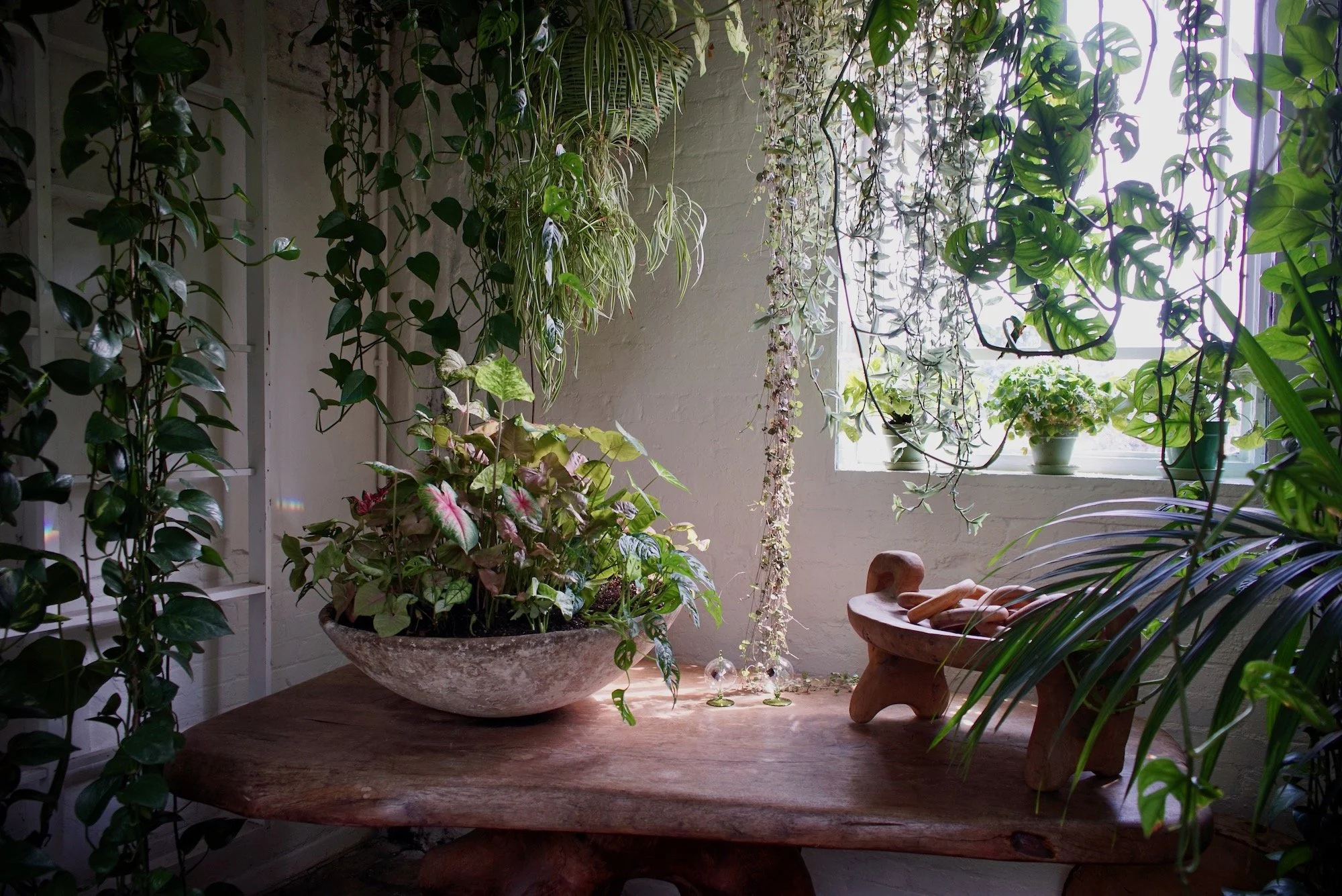 Indoor space with a wooden table decorated with various potted green plants and hanging vines near a bright window.