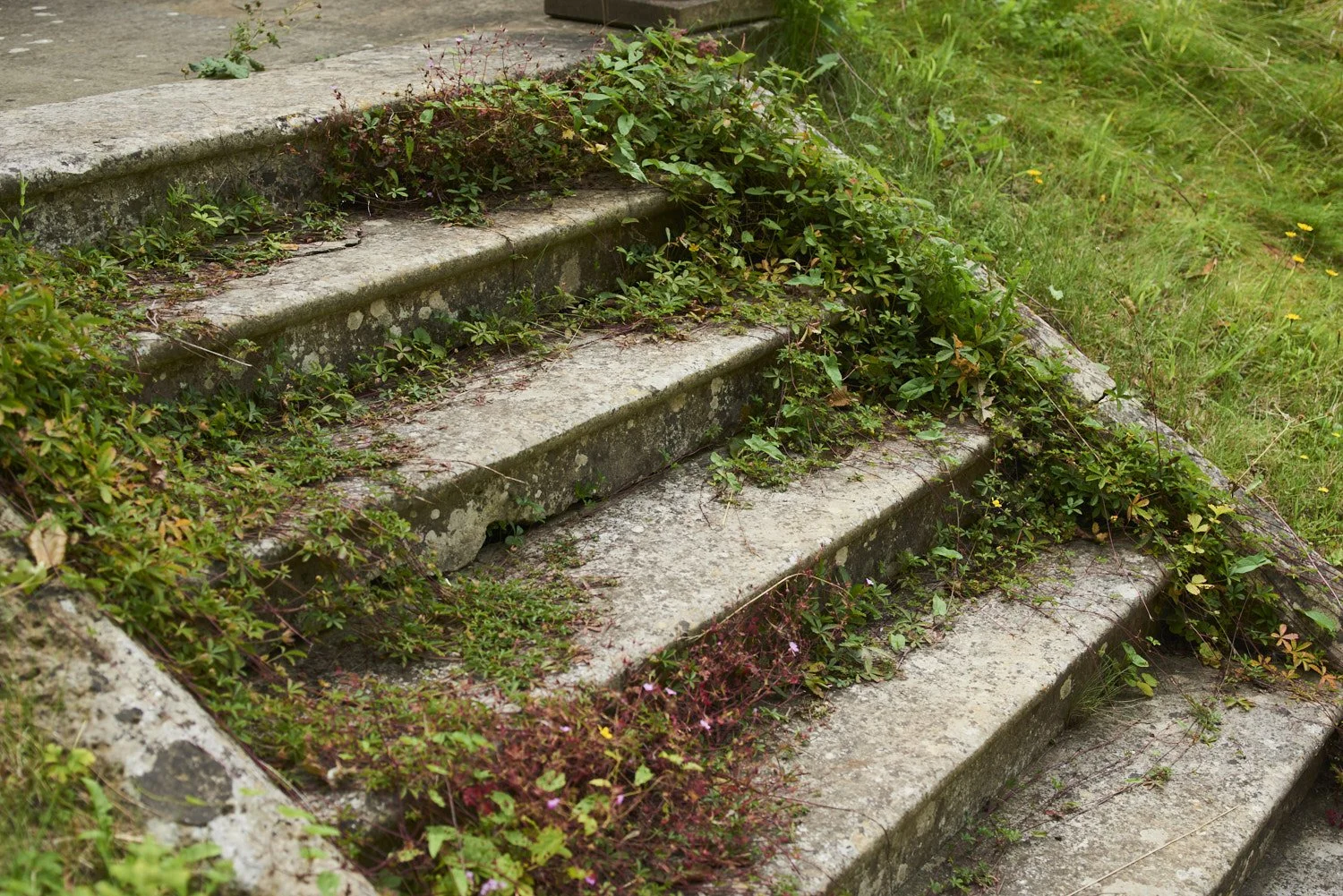 Concrete outdoor stairs overgrown with green and reddish plants and weeds.