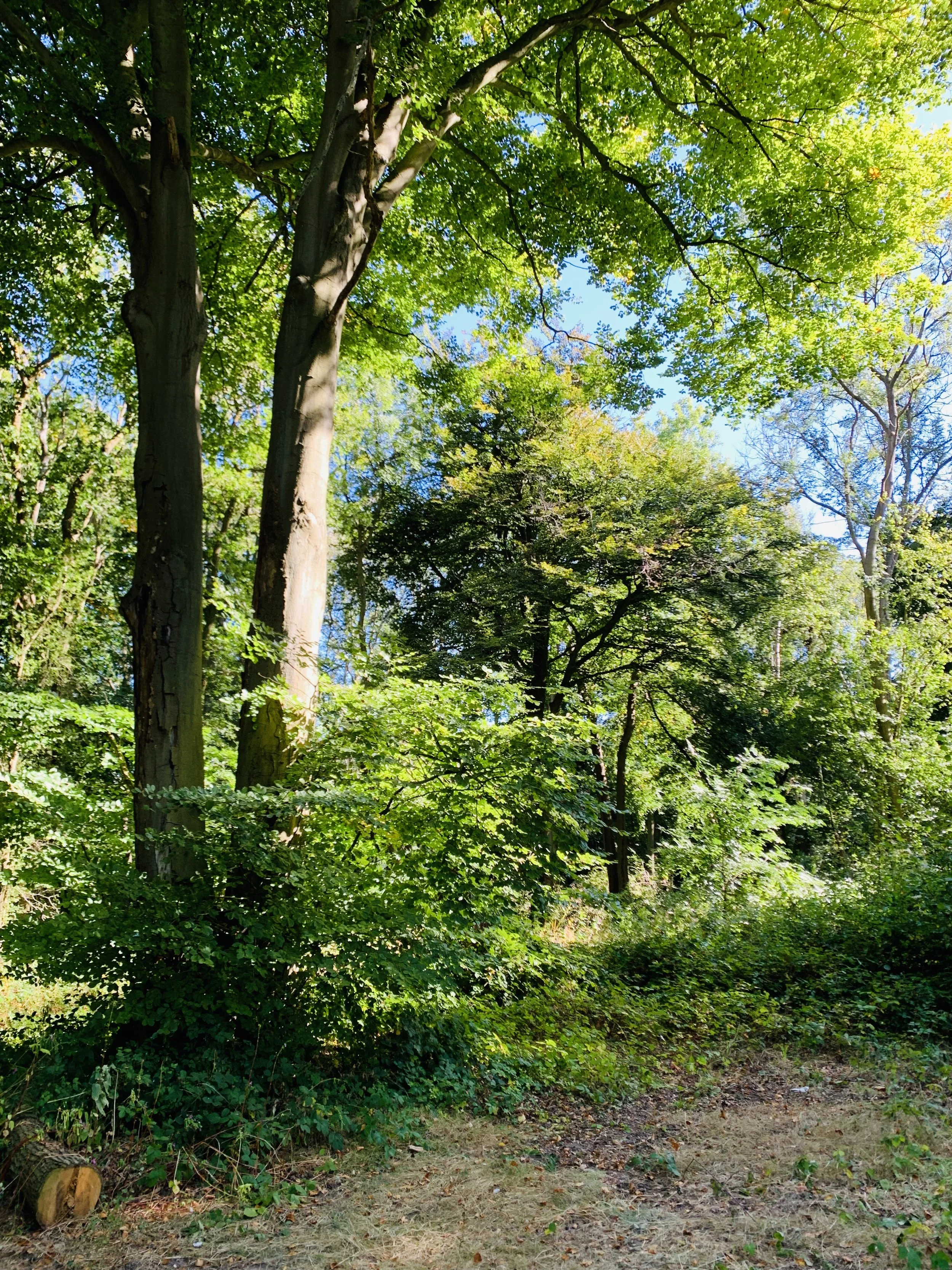 A forest scene with tall trees, green foliage, and a dirt path.