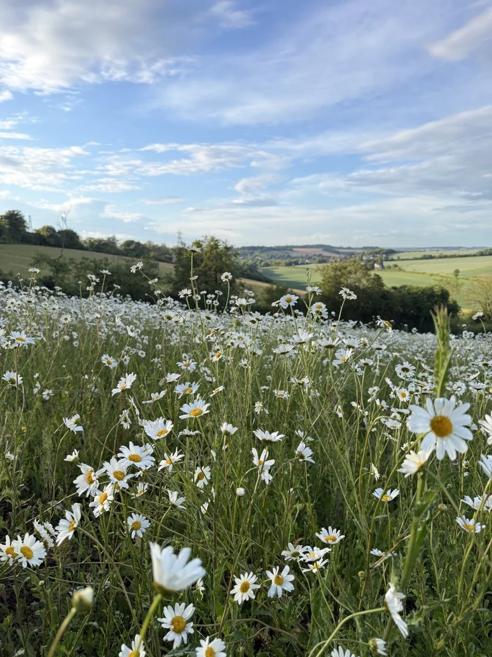 A field of white daisies with yellow centers under a partly cloudy blue sky, with rolling green hills and trees in the background.