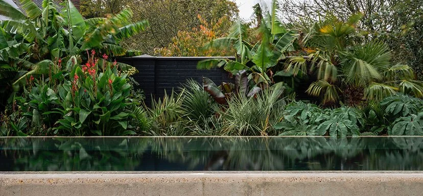 Backyard with lush tropical plants and trees, including banana and palm trees, with a black fence in the background and a reflecting pool or pond in the foreground.