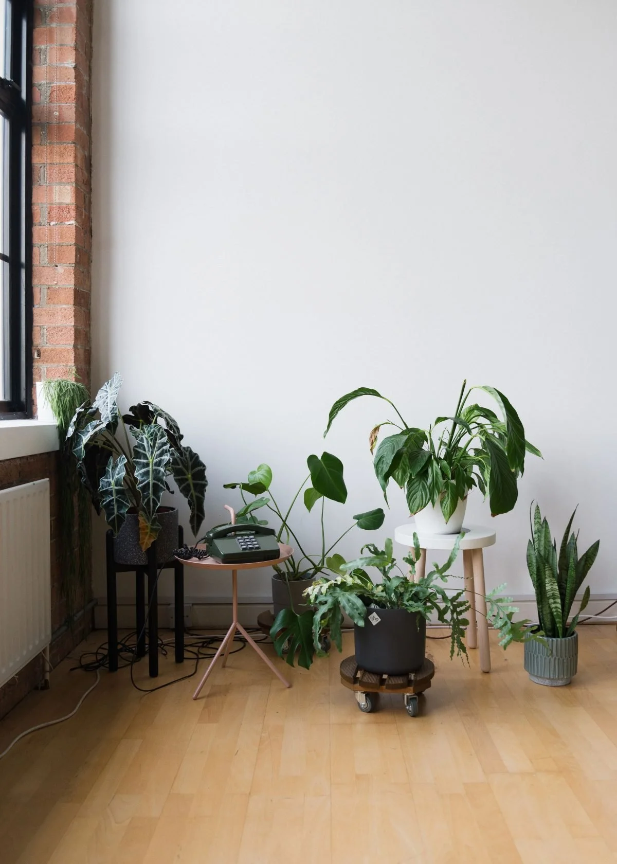 Indoor scene with various potted plants on small tables and floor, near a window with brick wall and white wall background.