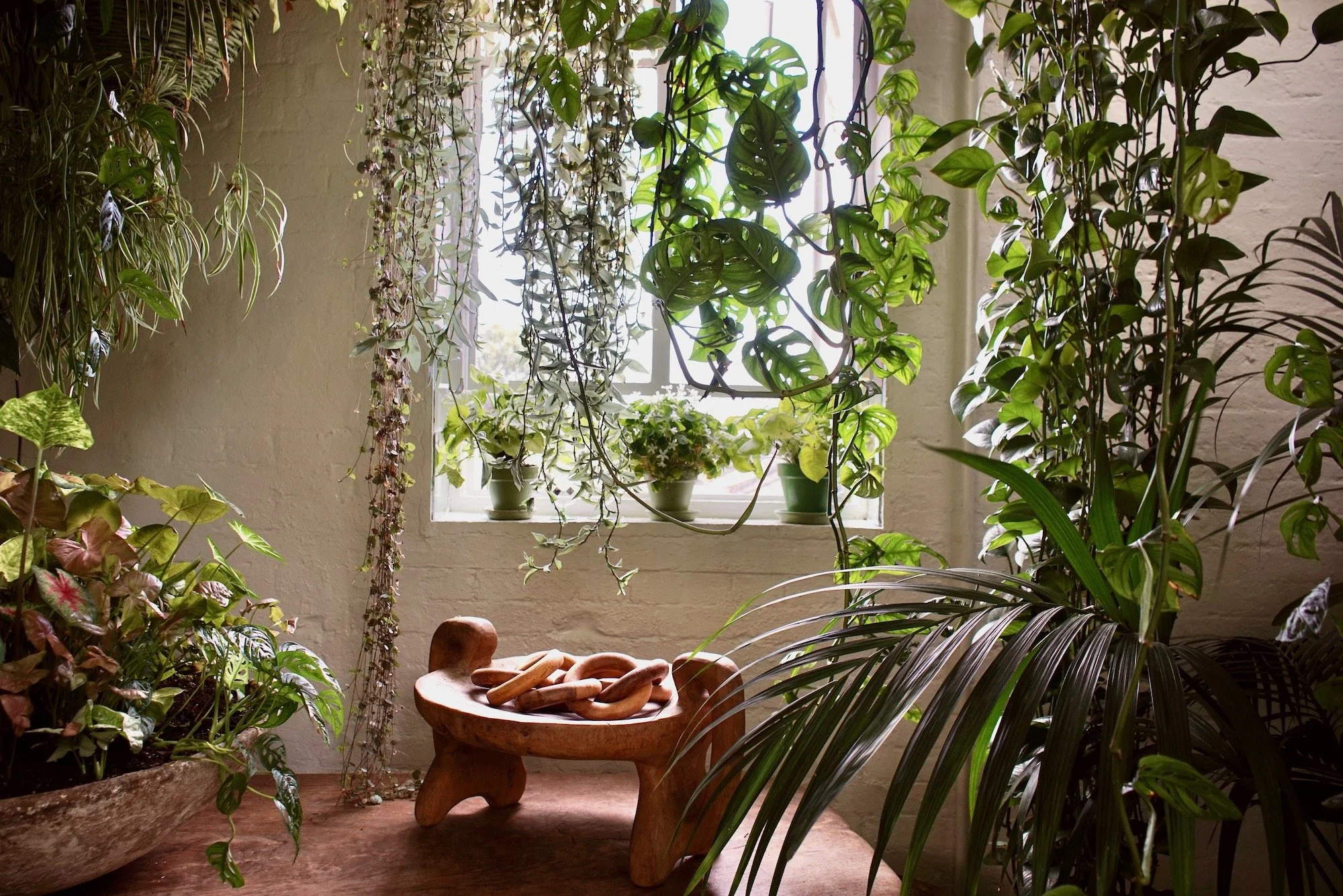 Sunlit room with white brick wall, lush green potted plants on windowsill, hanging plants, and a wooden table with a small wooden sculpture or craft in a cozy indoor space.