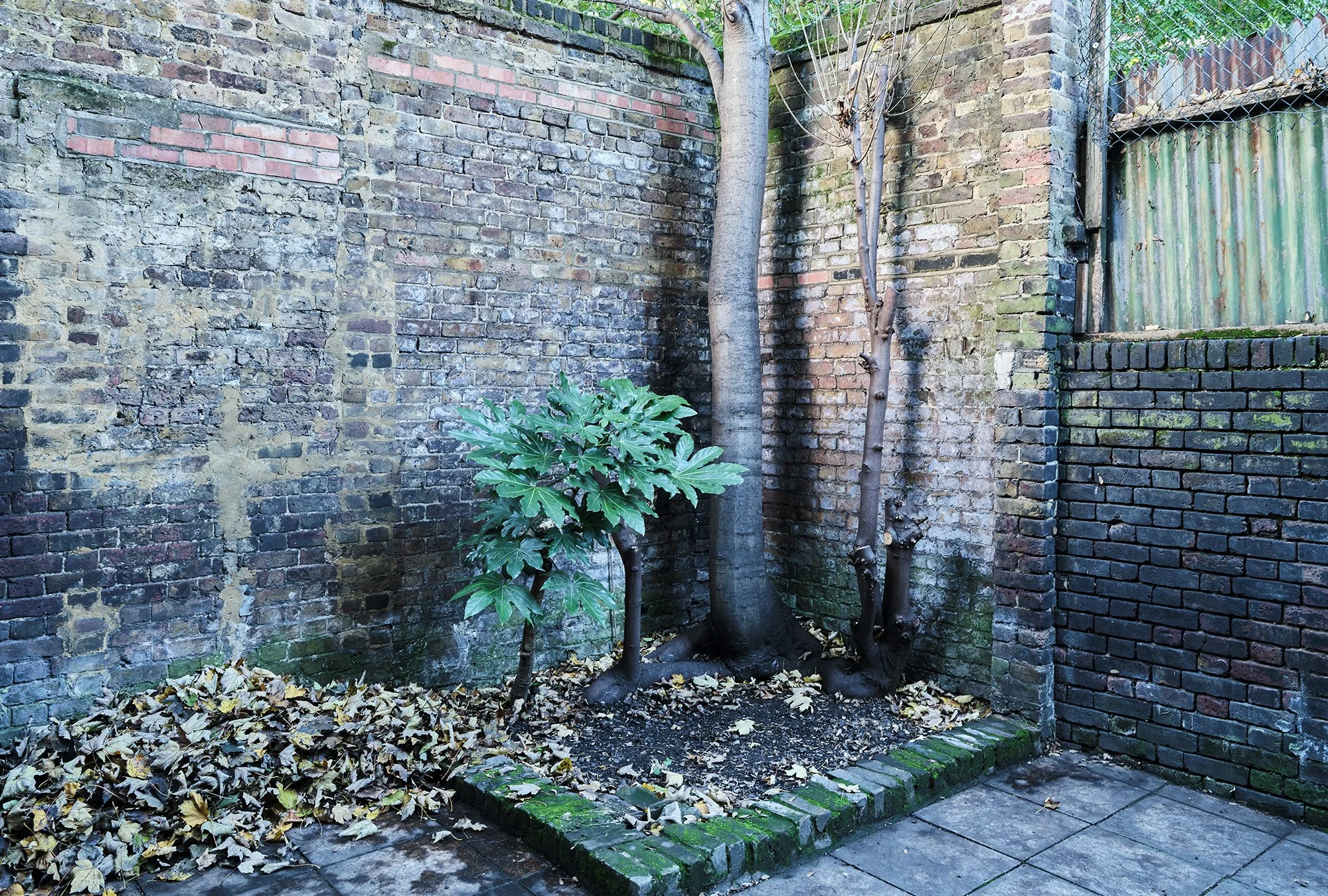 A small garden corner with a green leafy plant, two tall trees, and a brick wall with moss and weathering. There are fallen leaves on the ground, some on a corner brick border, and a tiled patio area.