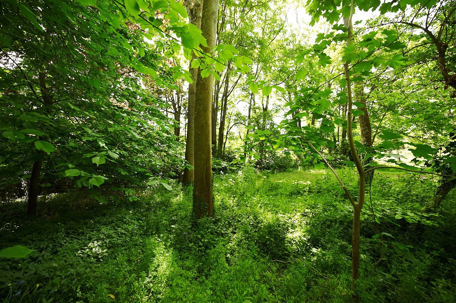 Lush green forest with dense foliage and tall trees in sunlight.