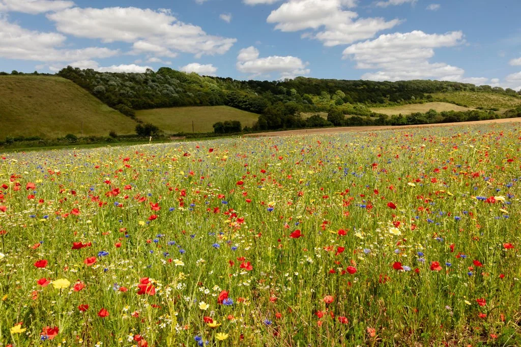 A wide field filled with colorful wildflowers, with rolling green hills and a partly cloudy sky in the background.
