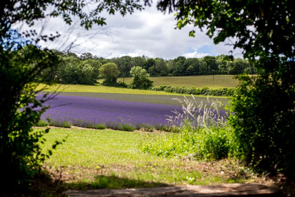 Scene of a lavender field viewed through a natural frame of greenery and trees.