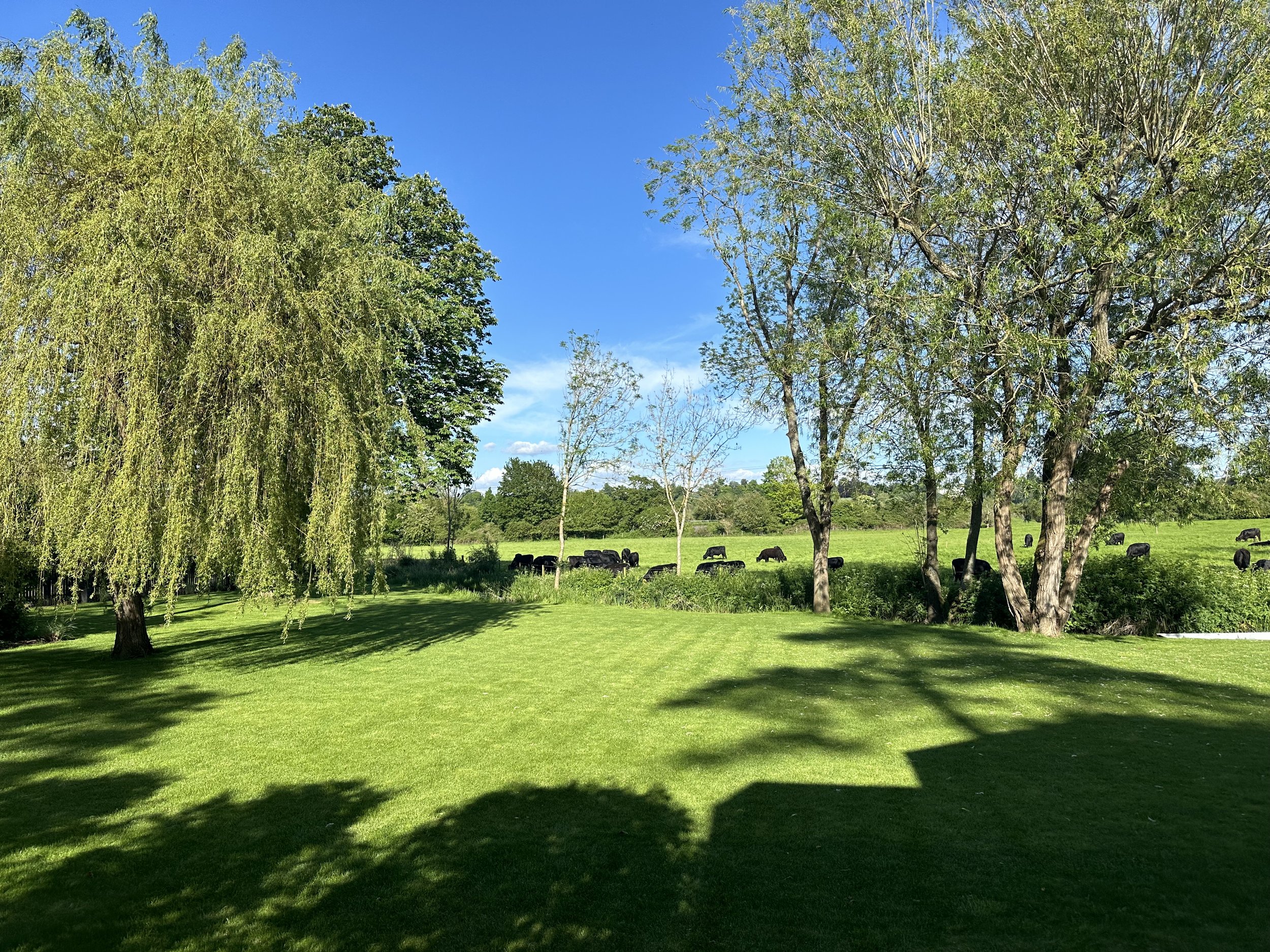 Green grassy yard with trees and black cows grazing in the background, under a bright blue sky with some clouds.
